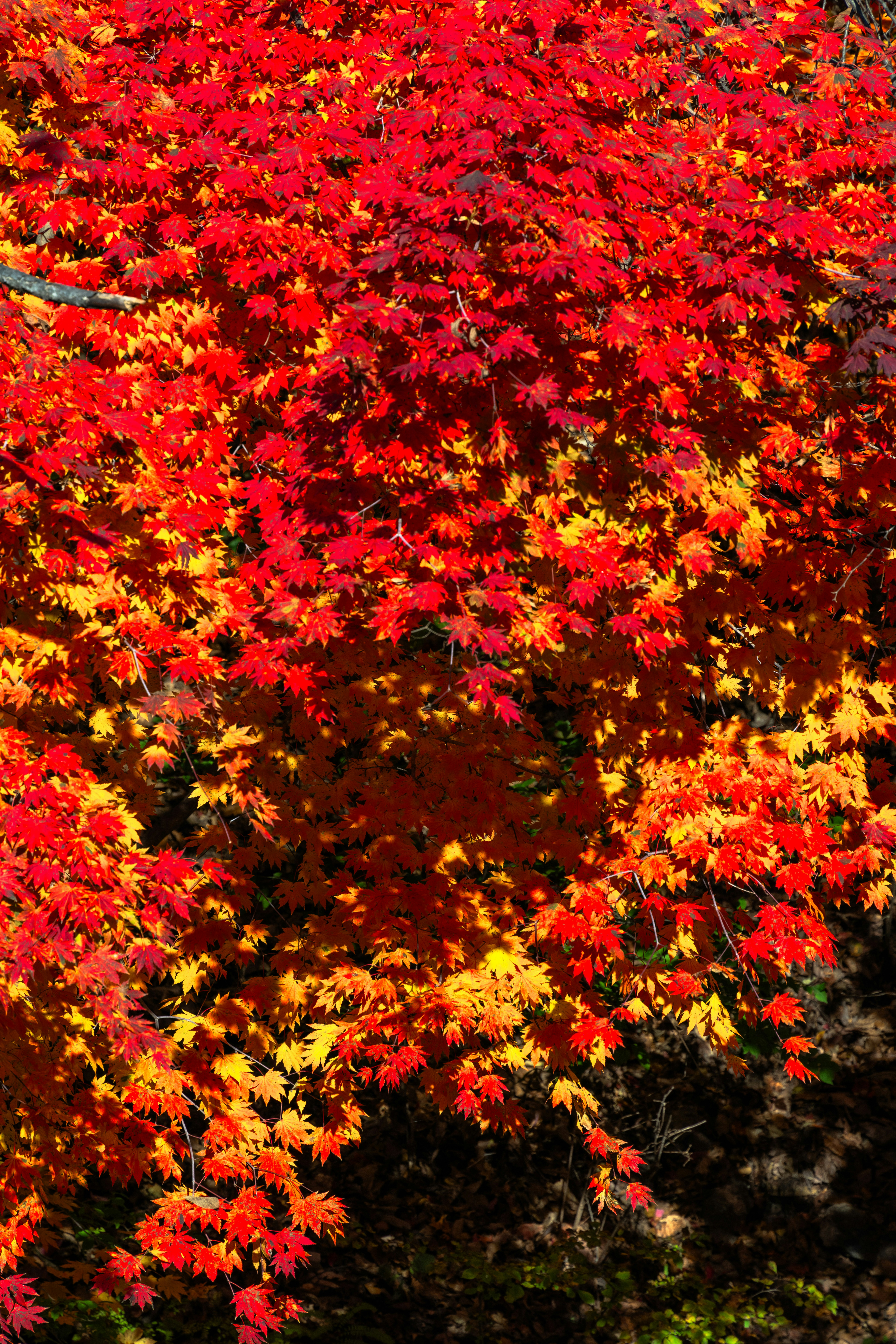 Photo by hattrick1996