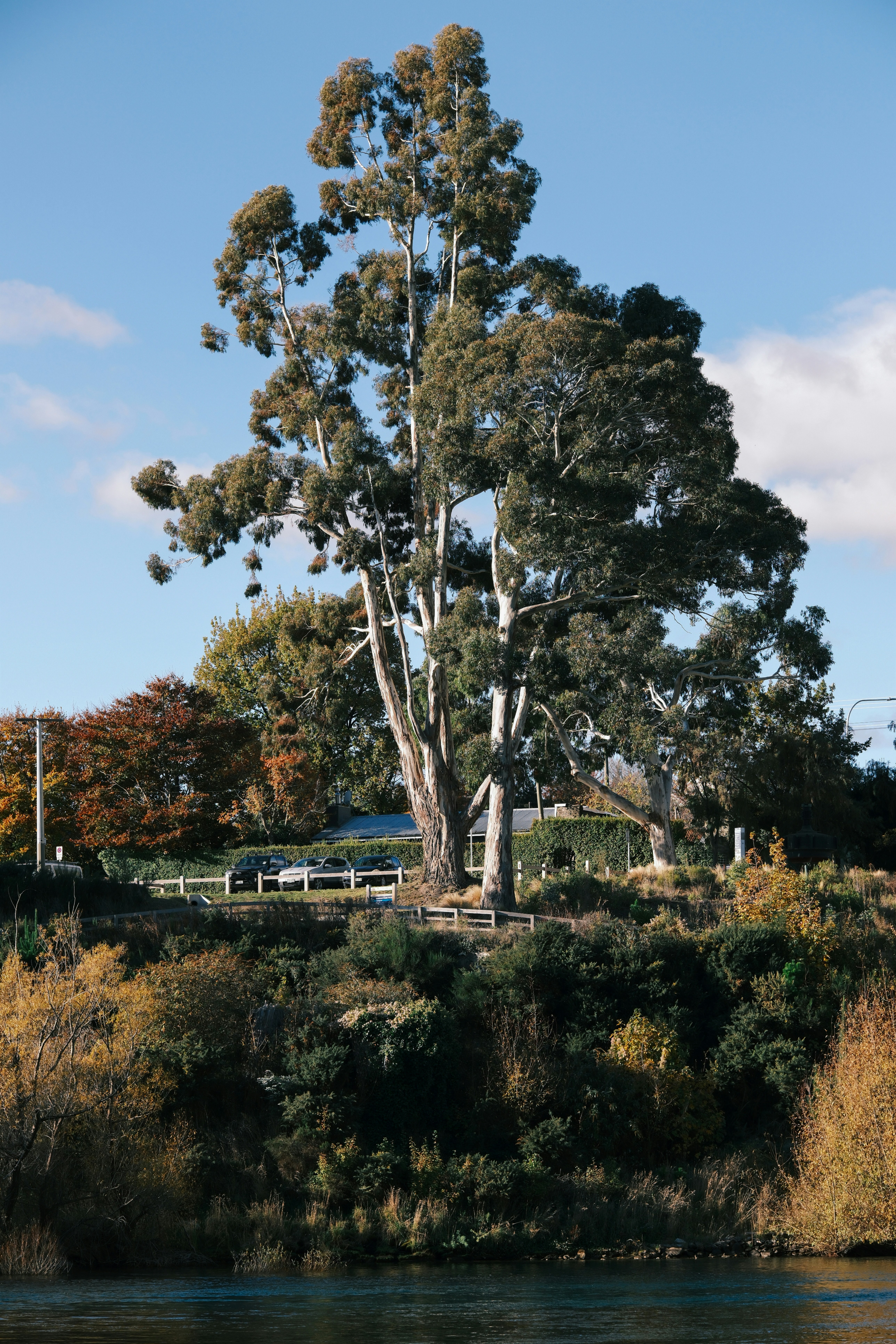 A large tree sitting on top of a lush green hillside