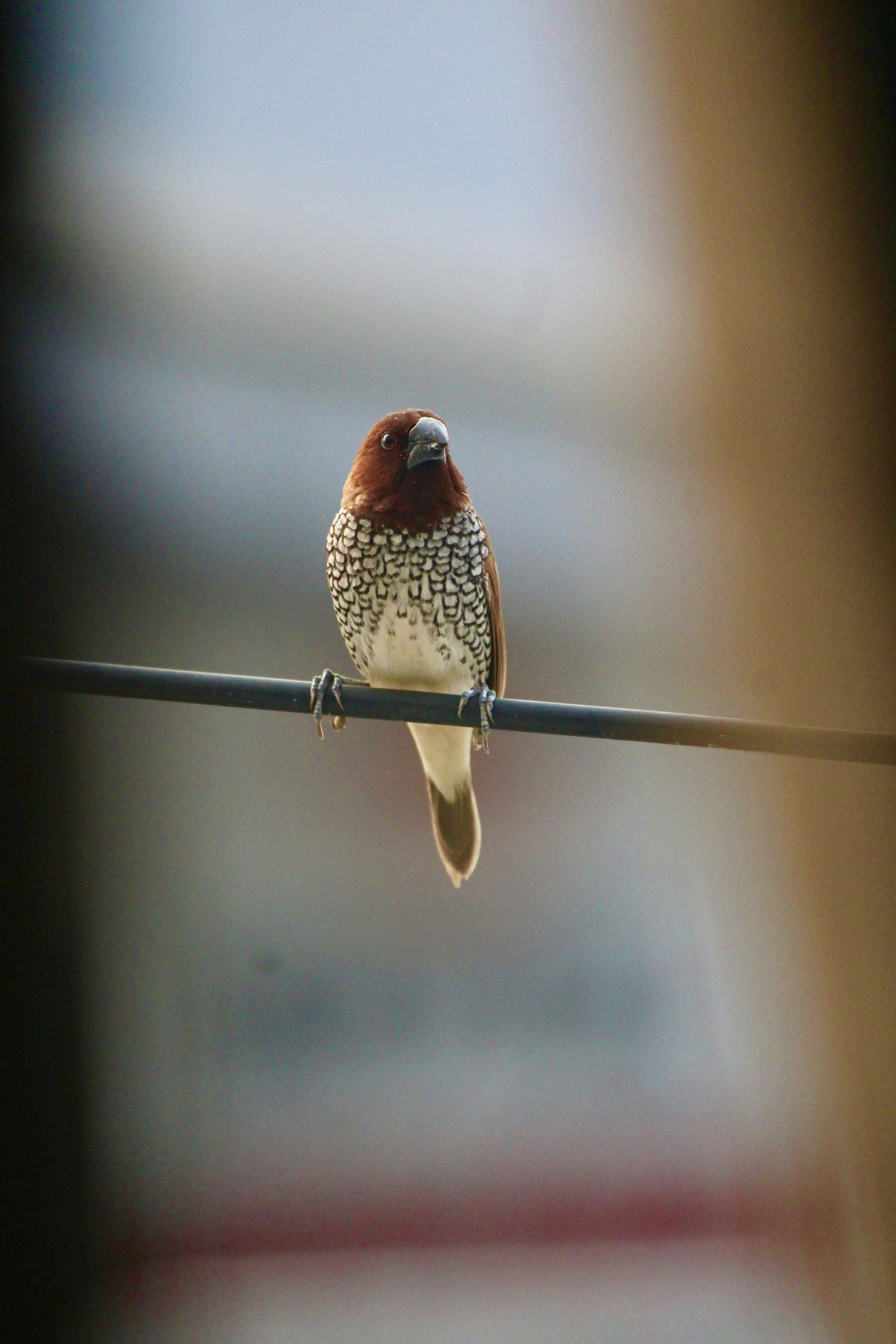 Photo by manoj_poosam