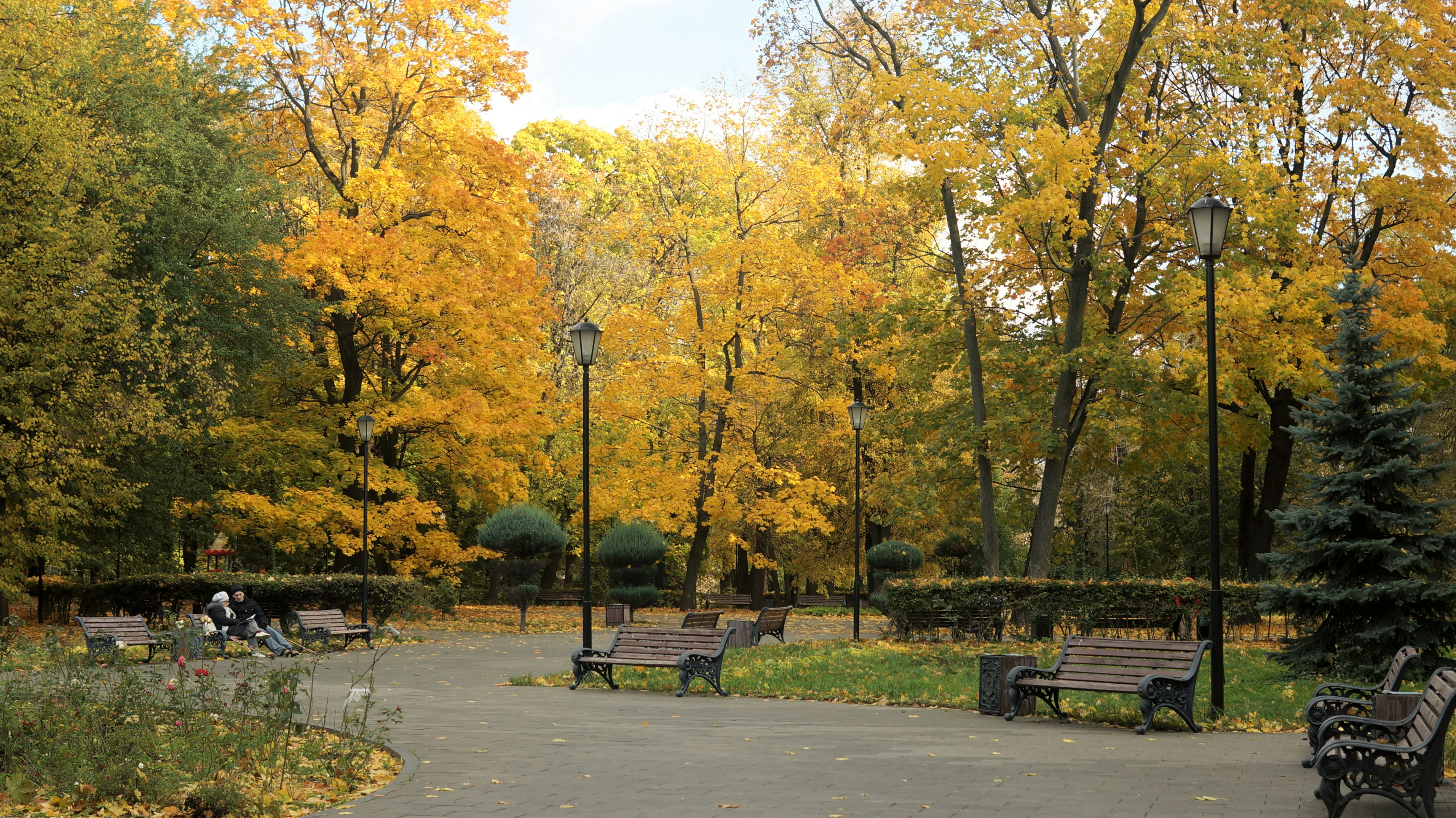 A park filled with lots of trees covered in yellow leaves