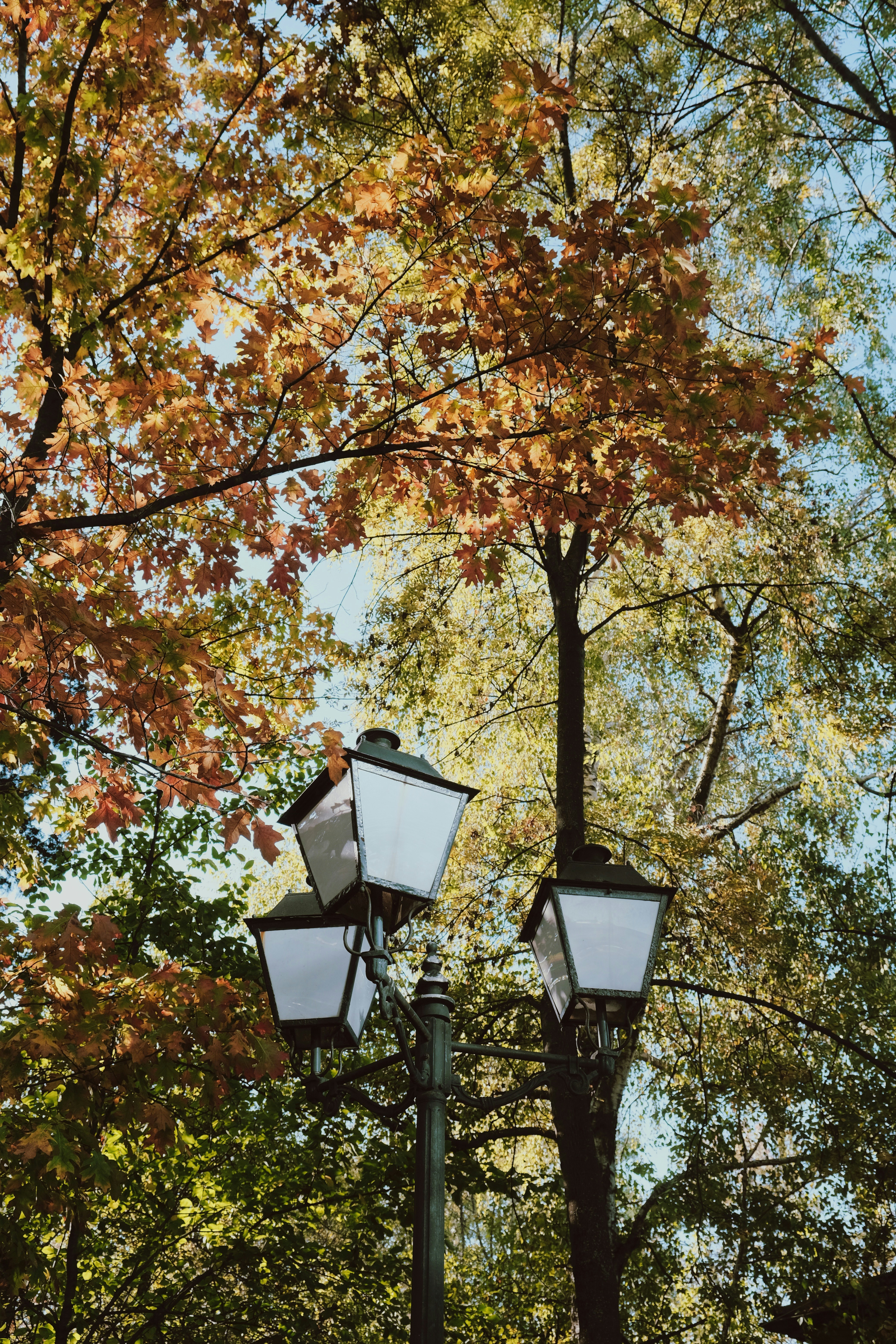 A couple of street lights sitting next to a tree