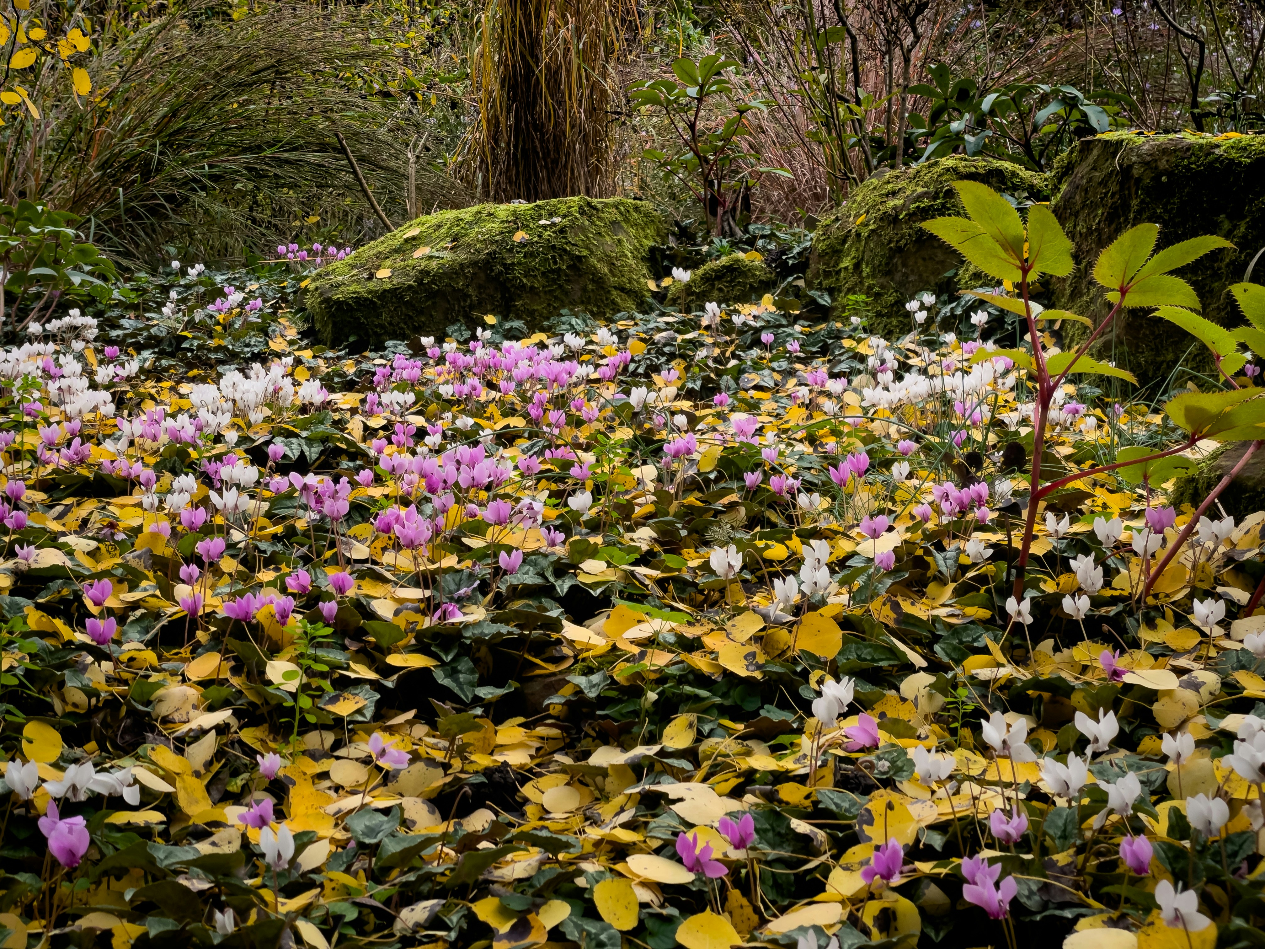 A bunch of flowers that are in the grass