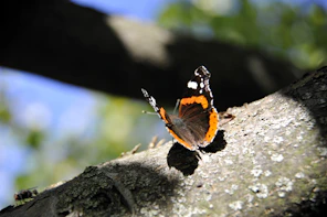 An orange and black butterfly sitting on a tree branch