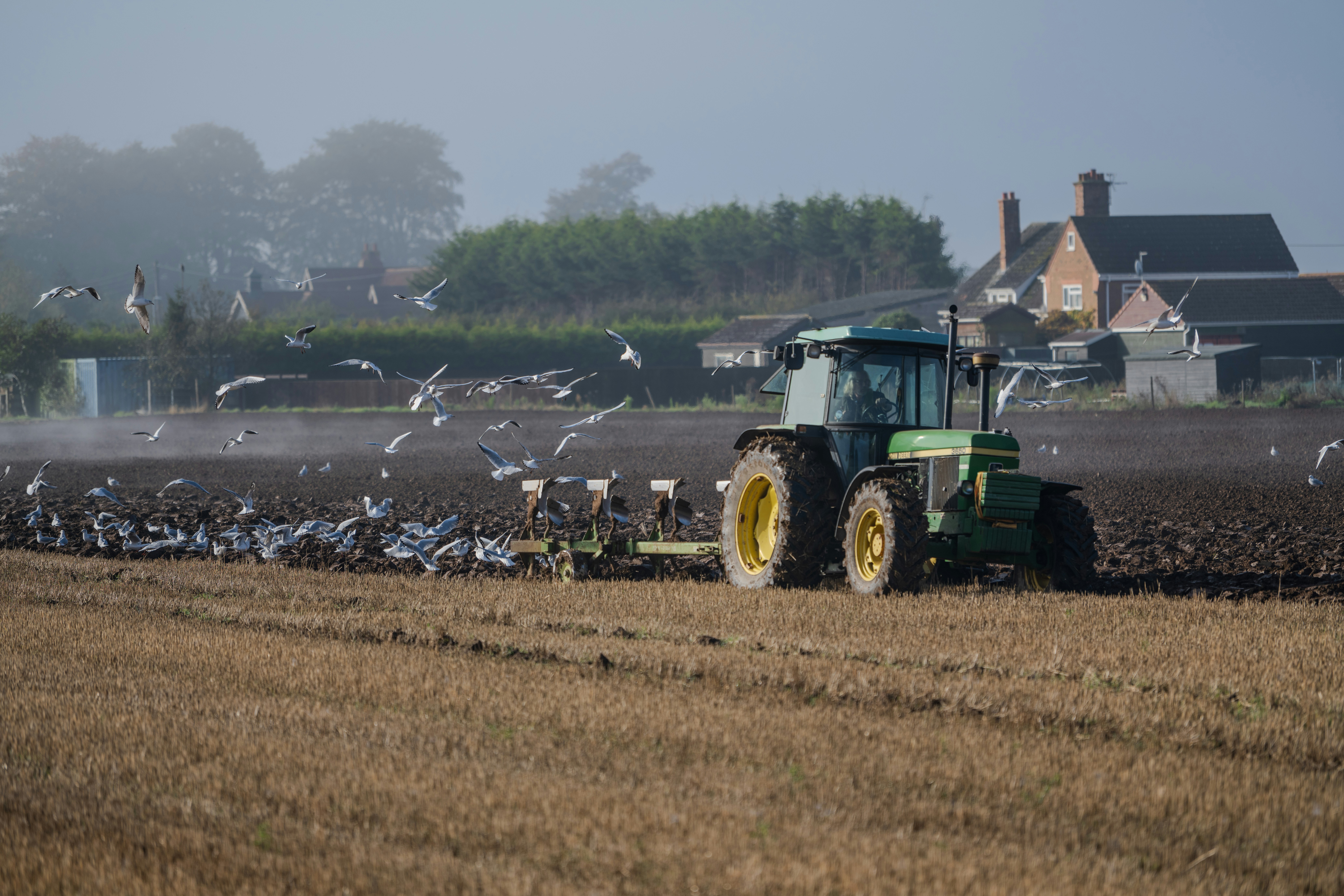 Un tracteur labourant un champ avec une volée d’oiseaux
