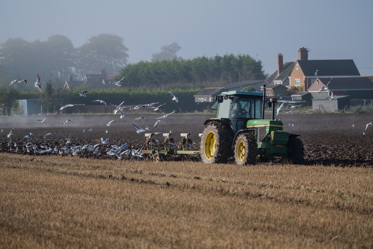 Rows of tulips in the flat fenland bulb fields characteristic of the South Holland district around Spalding, Lincolnshire