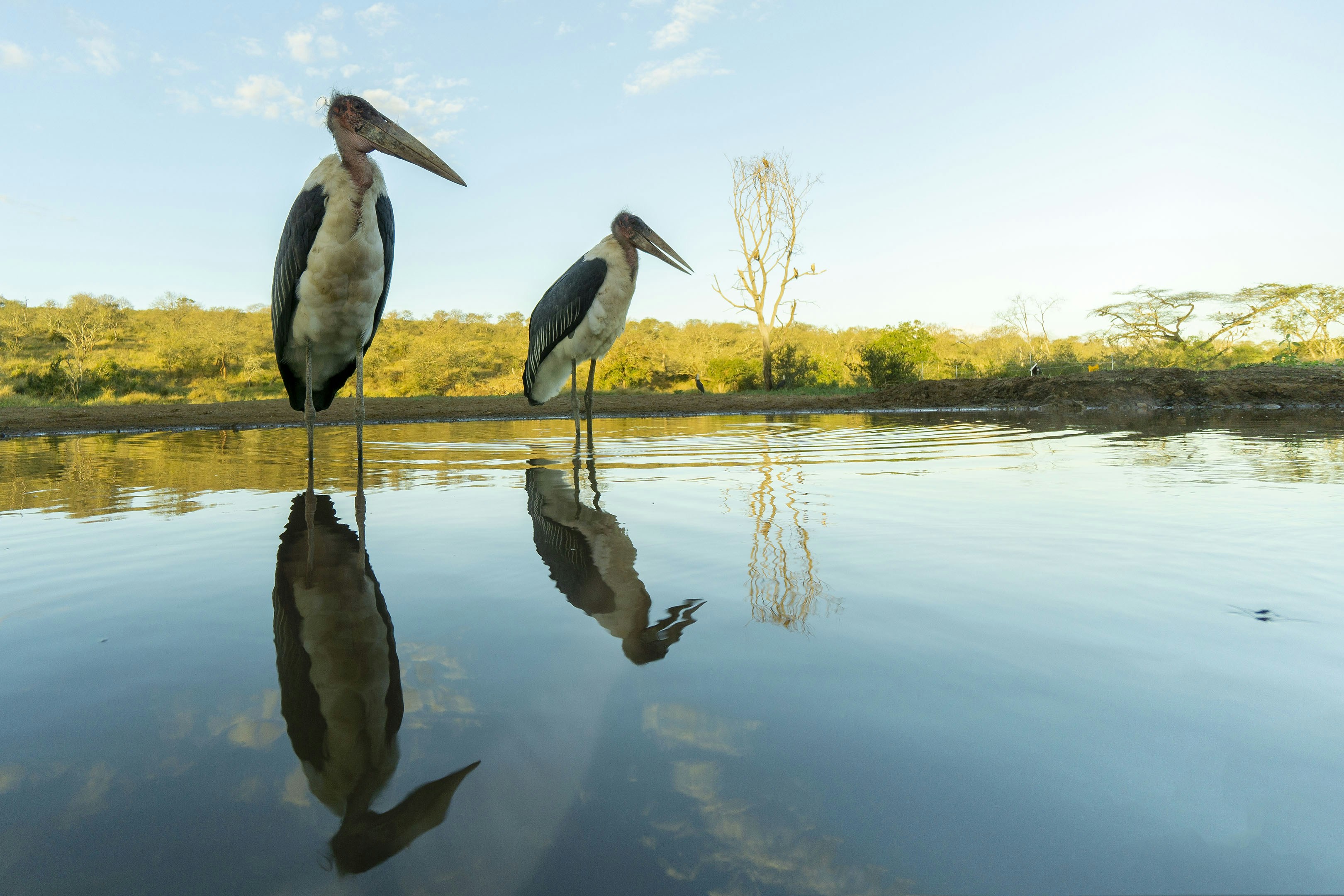 Austin Roberts Bird Sanctuary