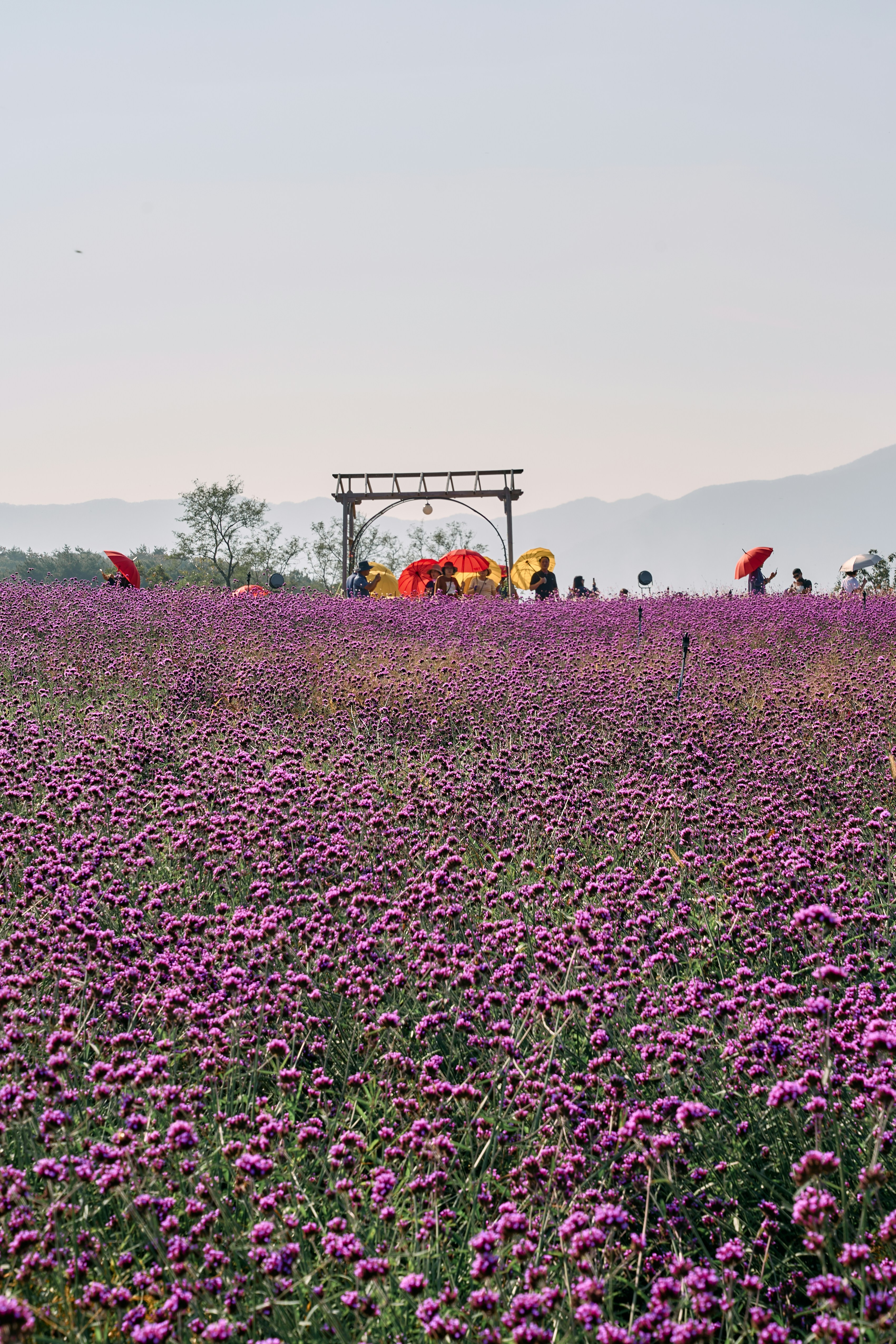 Furano Lavender Fields