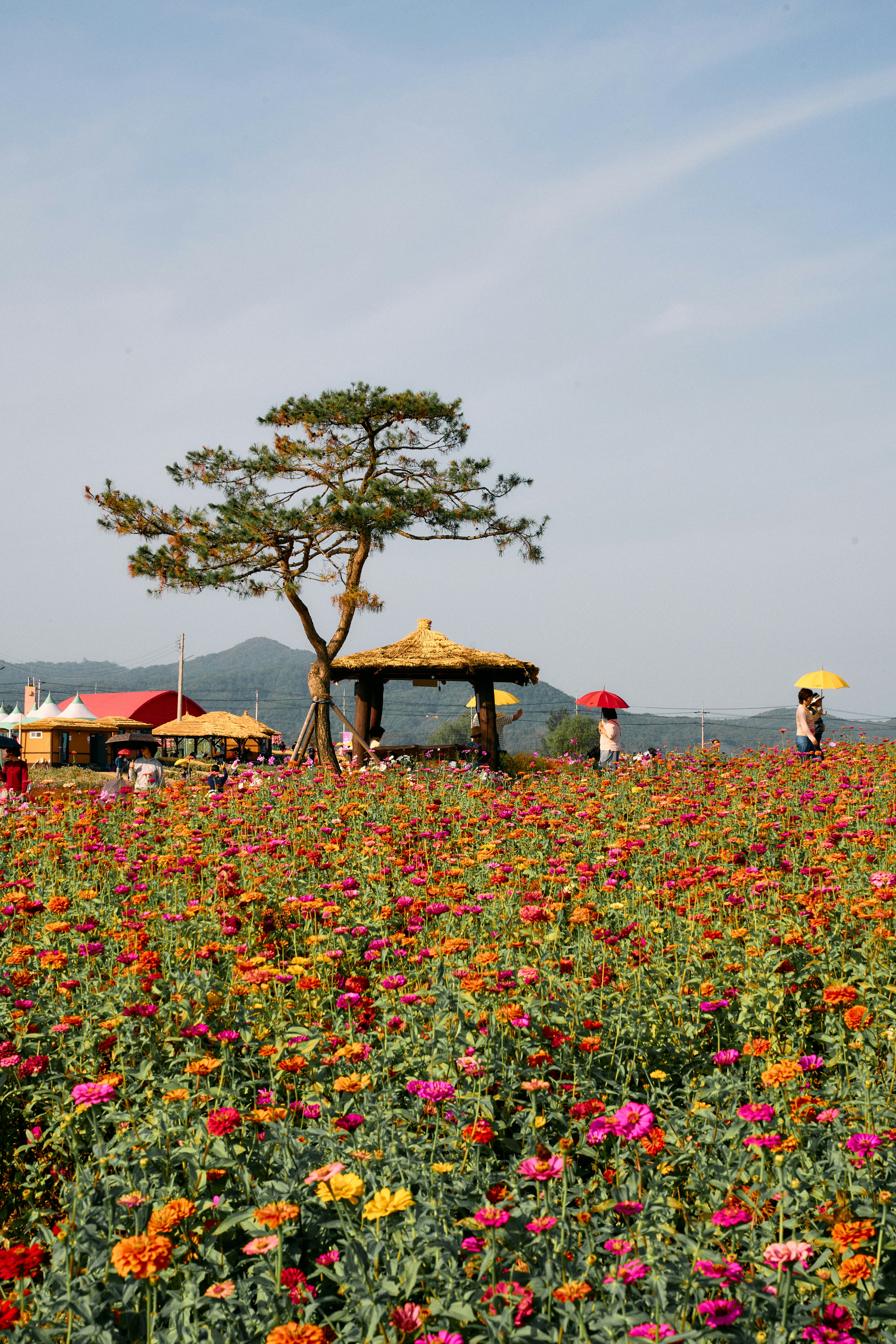 봉평 메밀꽃 축제 장소 관련 이미지2