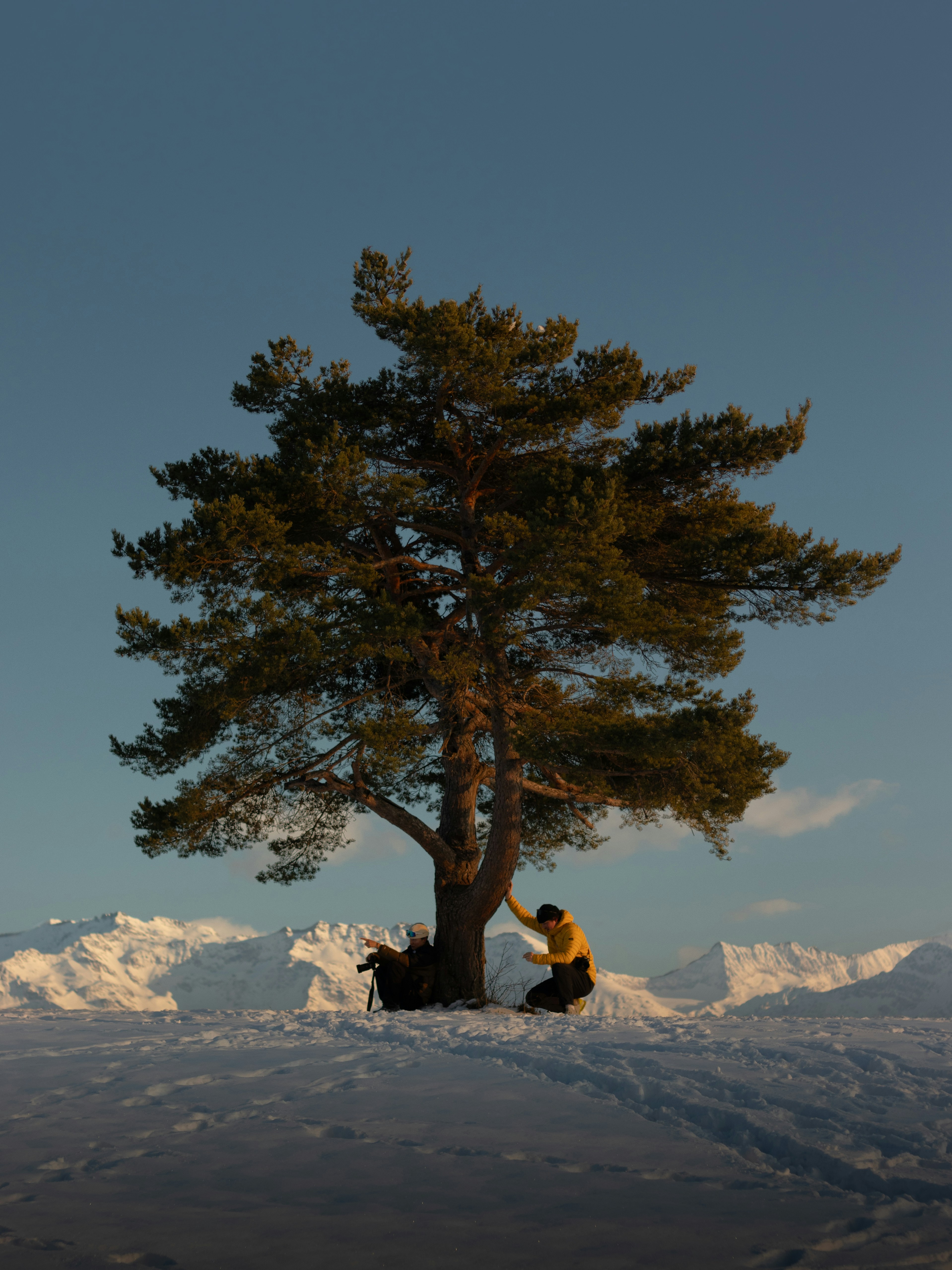 A person sitting under a tree in the snow