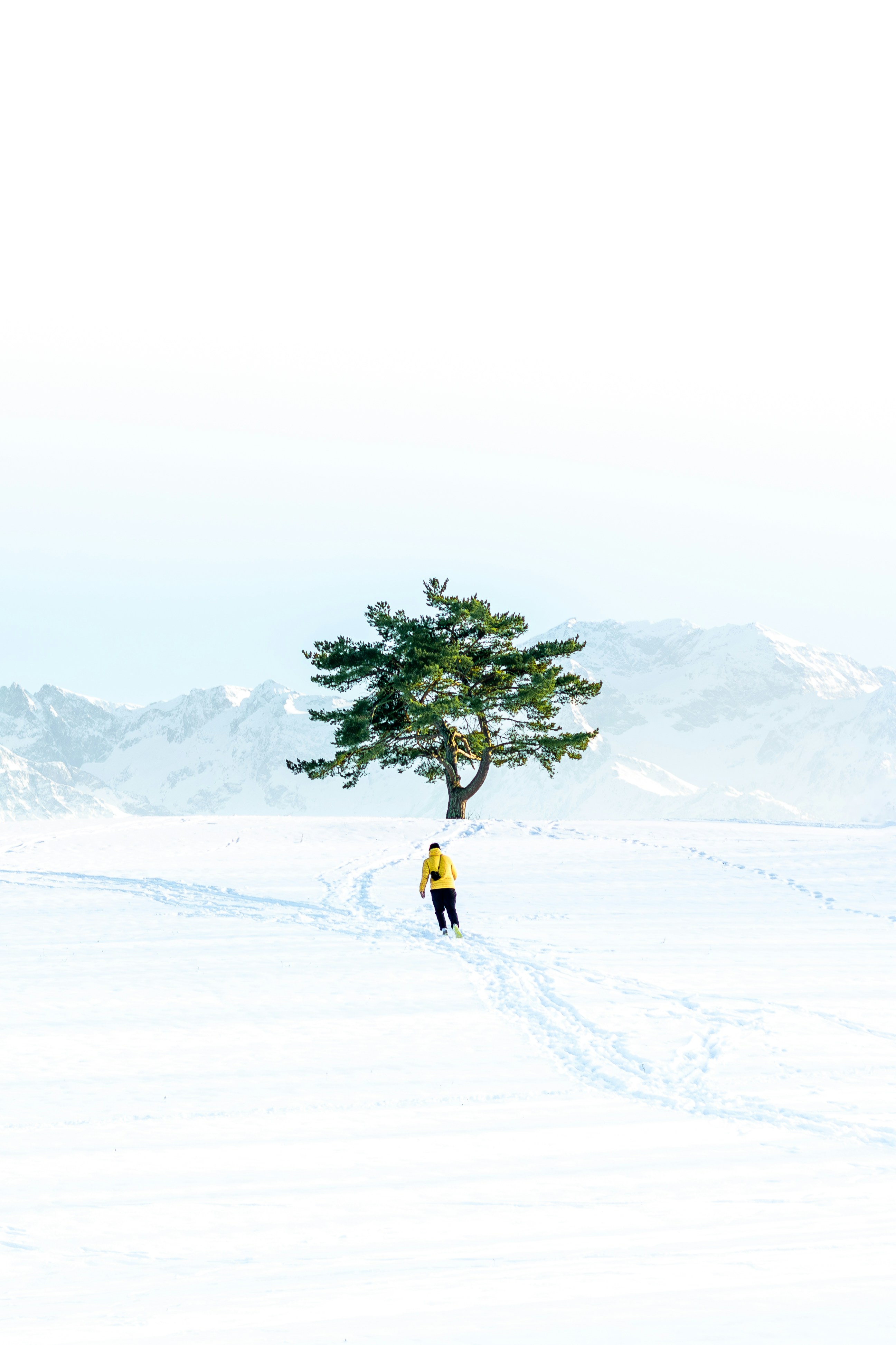 A lone tree in the middle of a snowy field