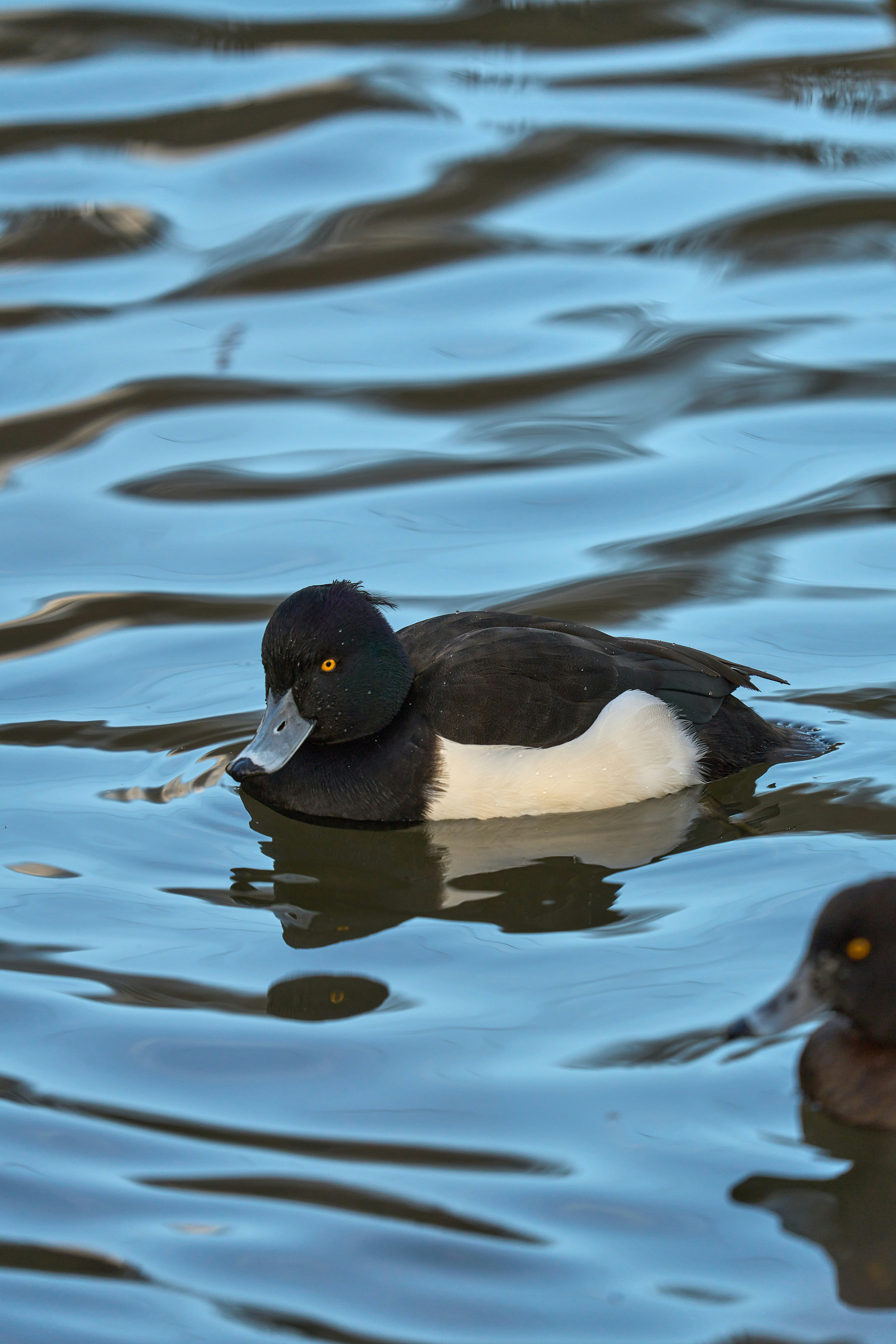 Photo by wolfgang_hasselmann