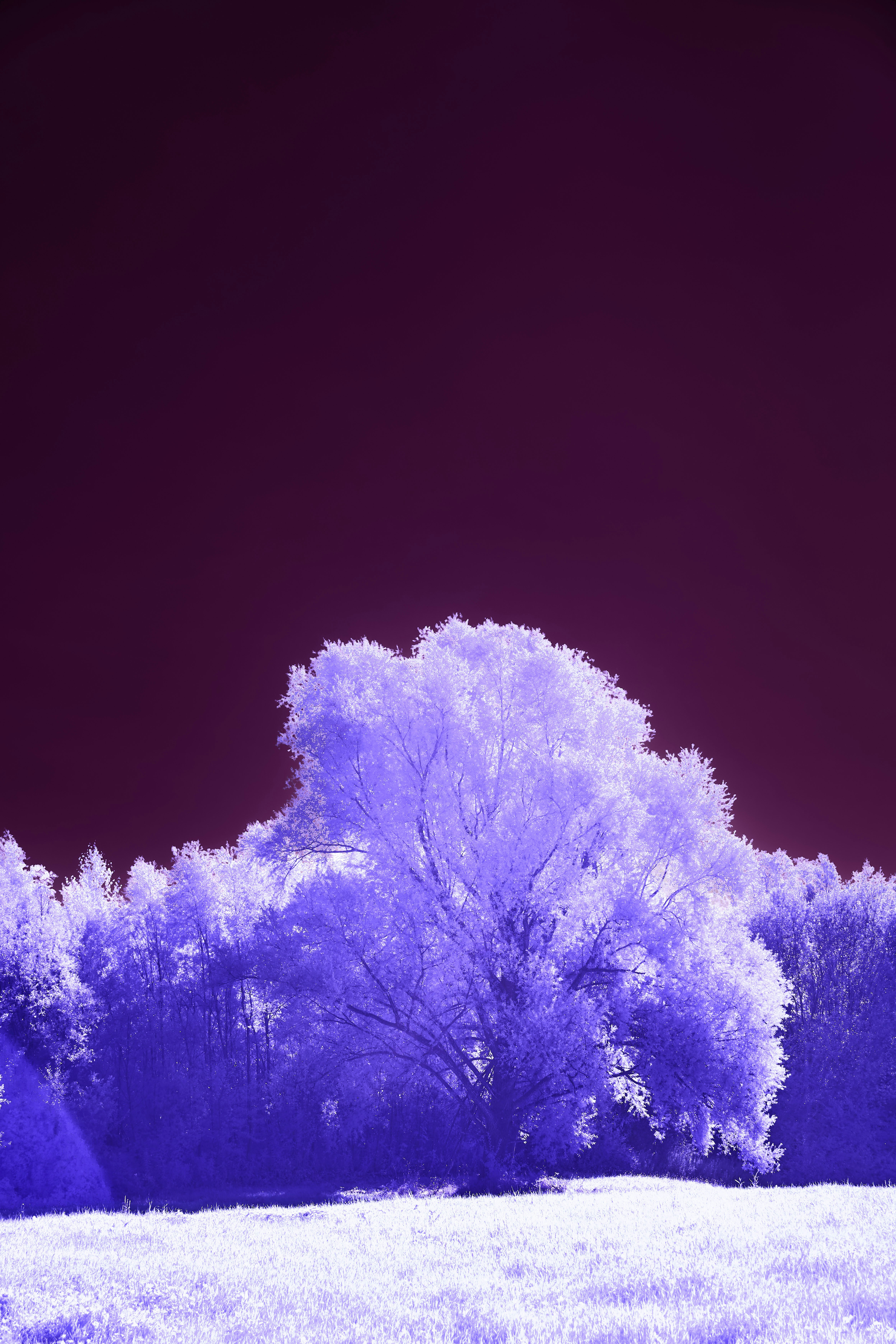 Photo by wolfgang_hasselmann