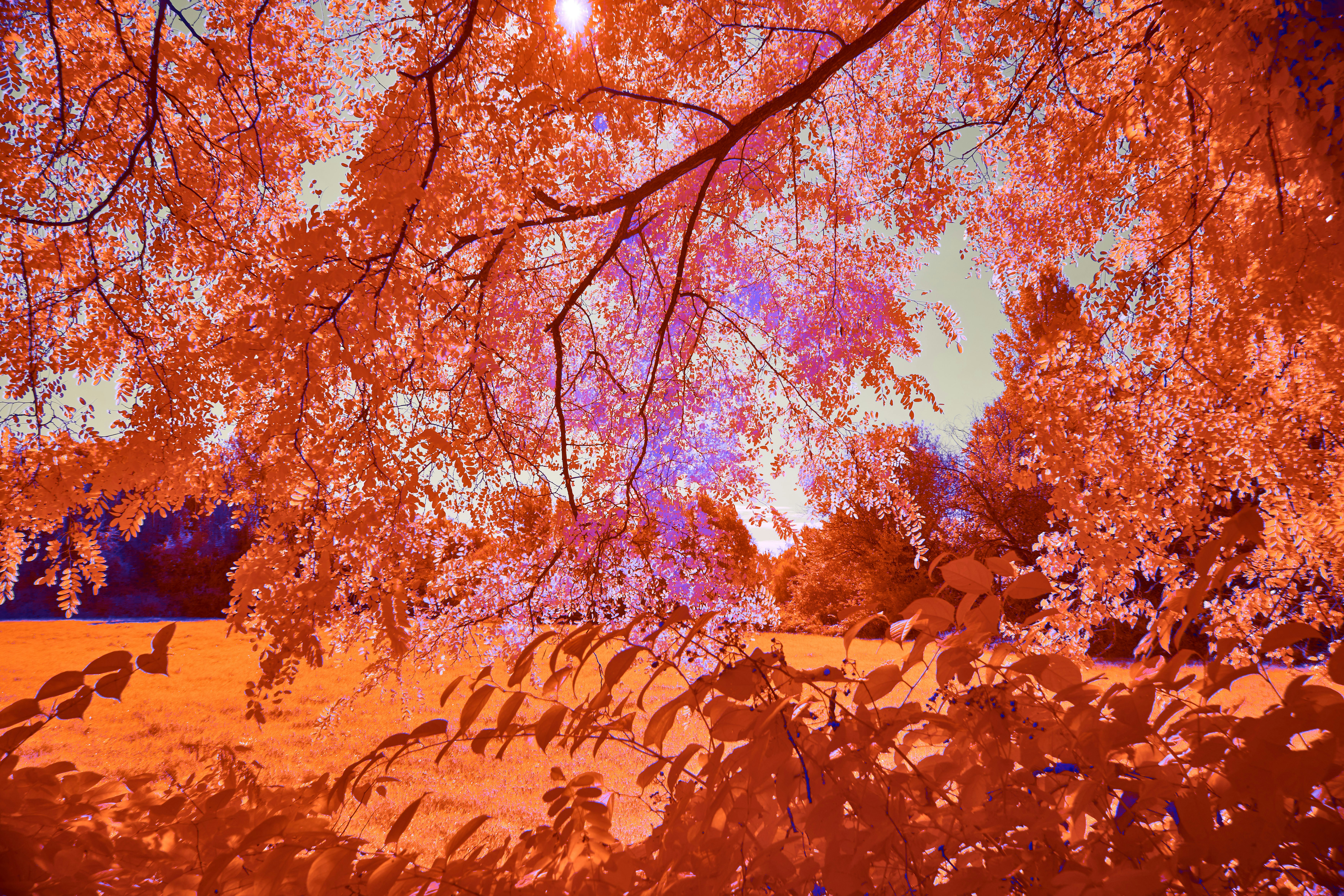 Photo by wolfgang_hasselmann