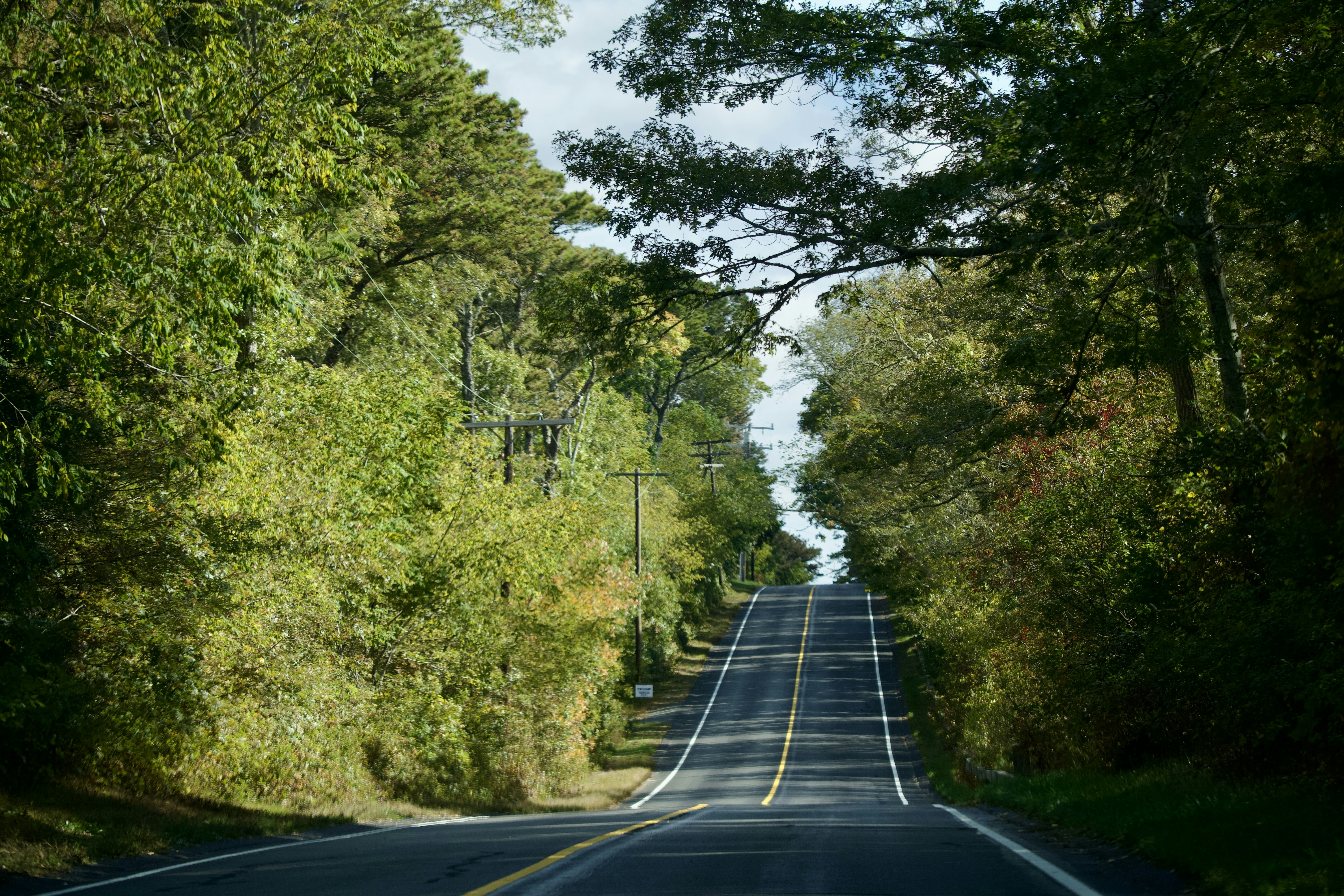 An empty road surrounded by trees on both sides