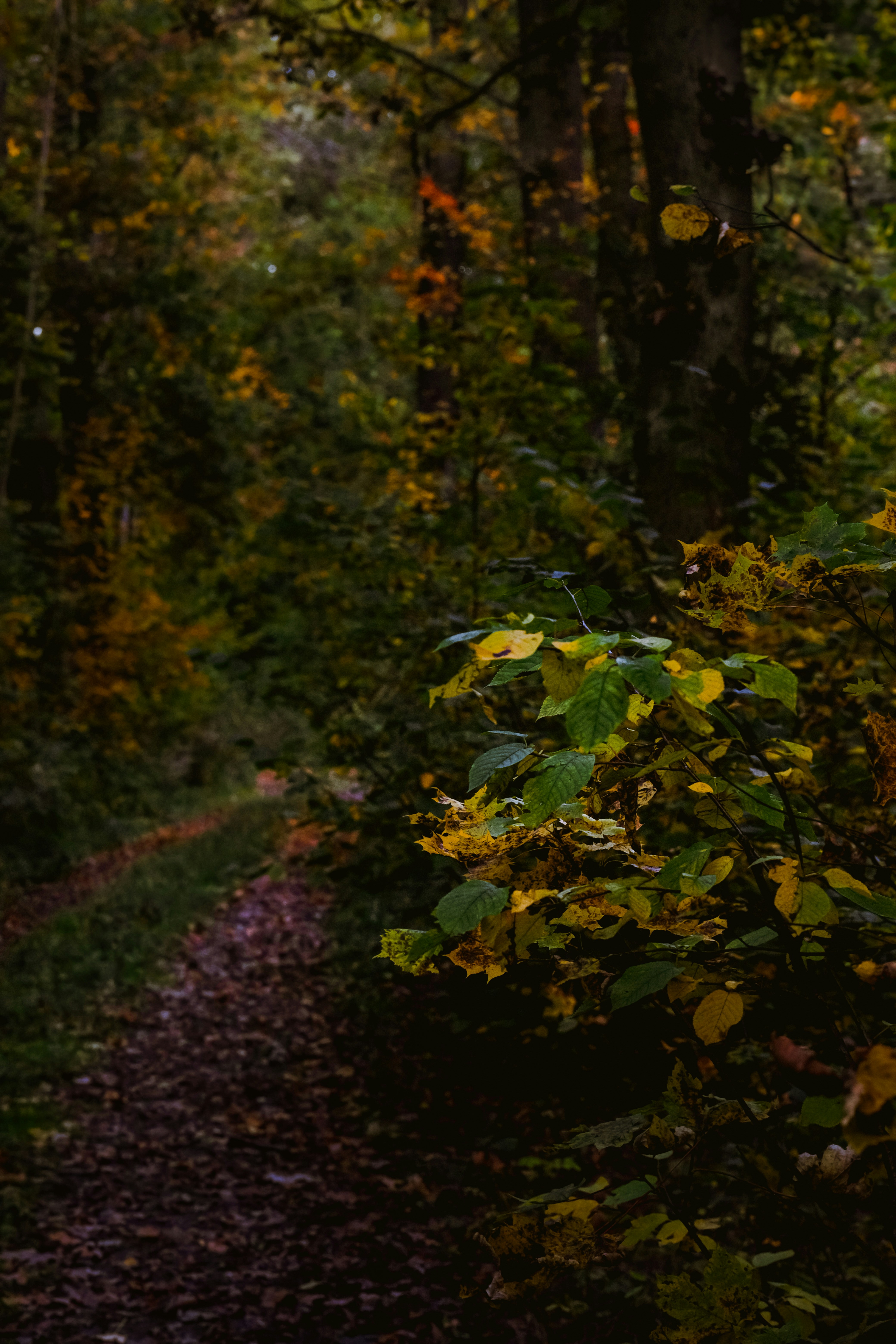 Photo by denisaficau