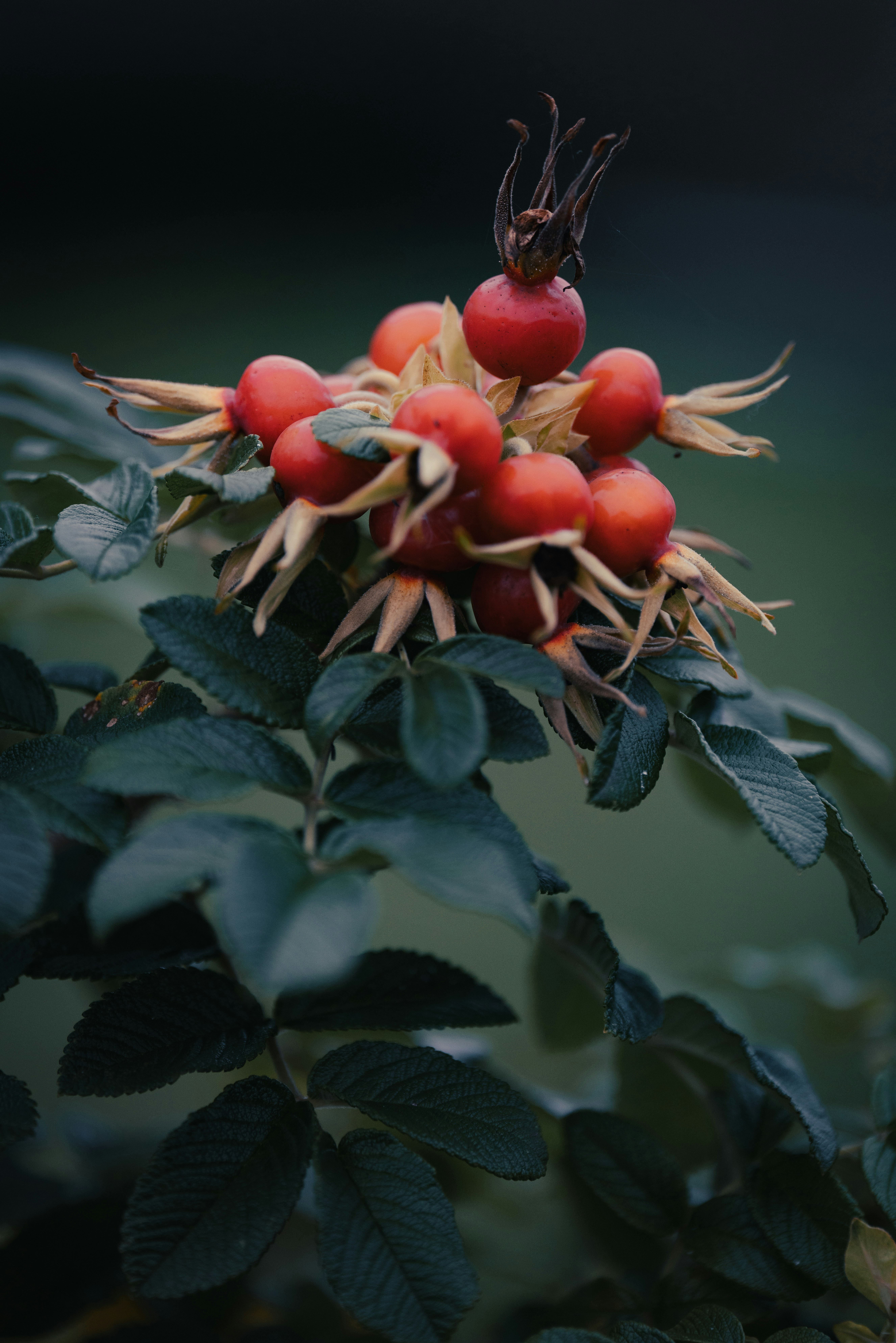 Photo by opohmelka