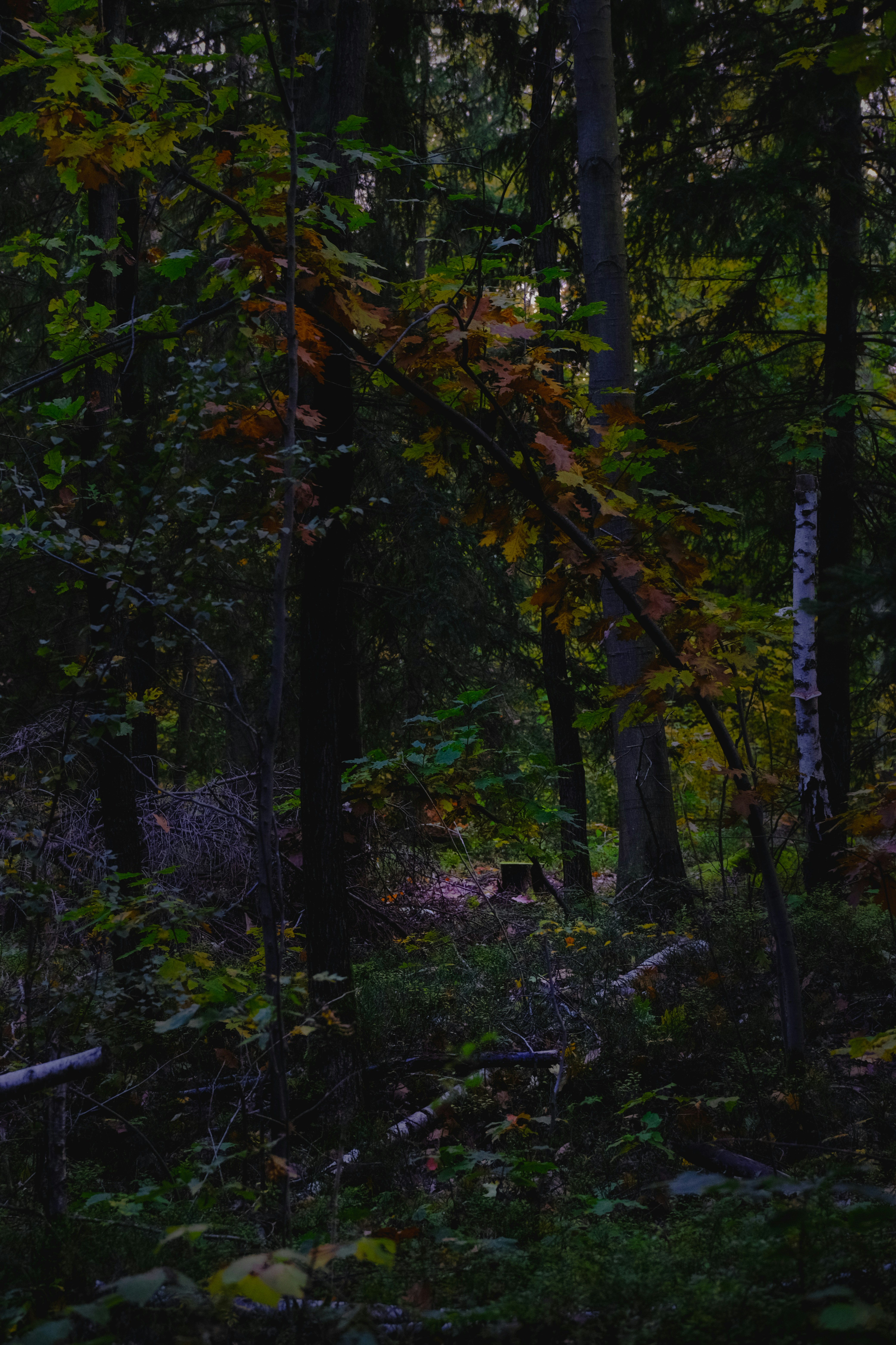 Photo by denisaficau