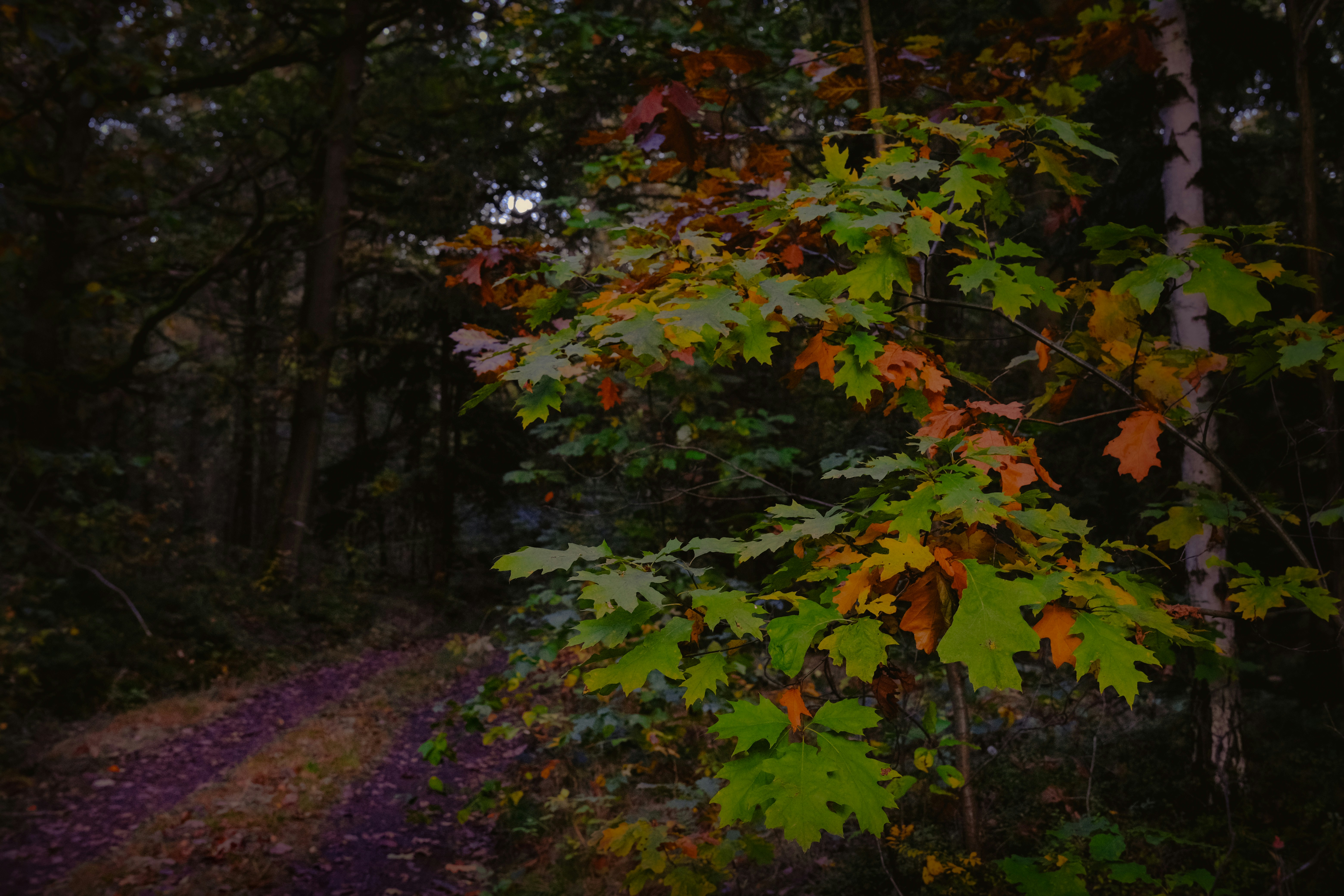 Photo by denisaficau