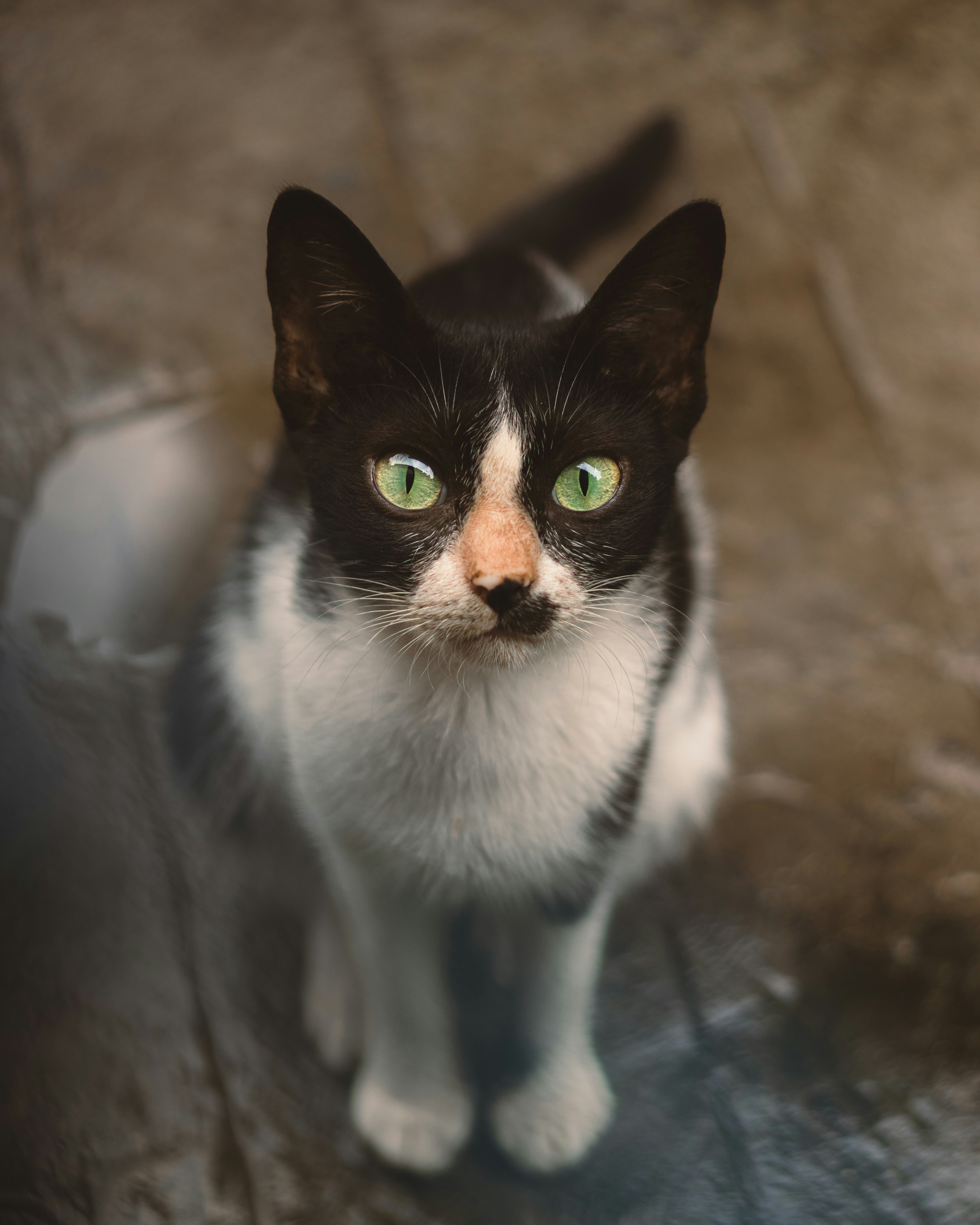 A black and white cat with green eyes looking up