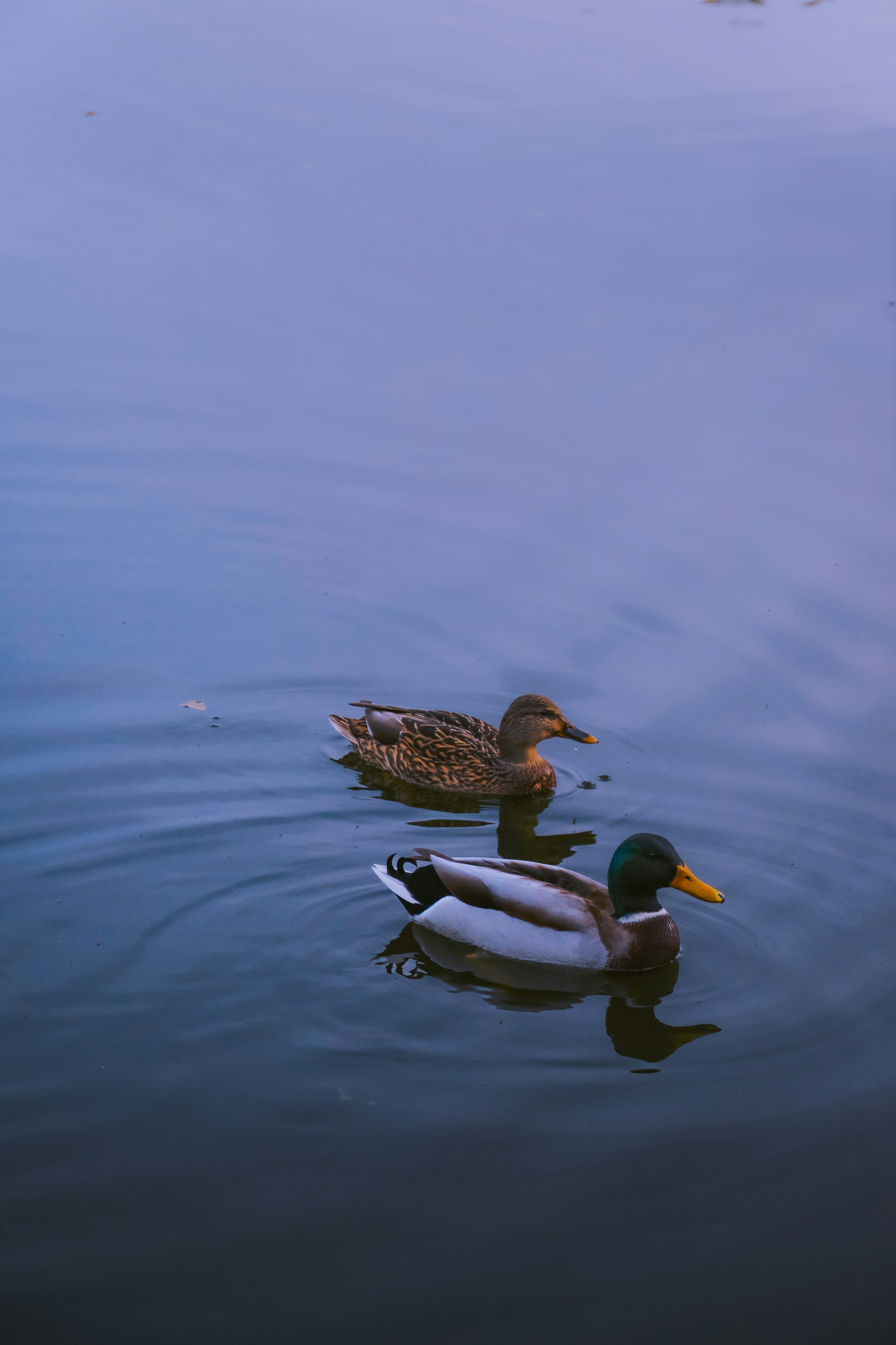 Photo by denisaficau