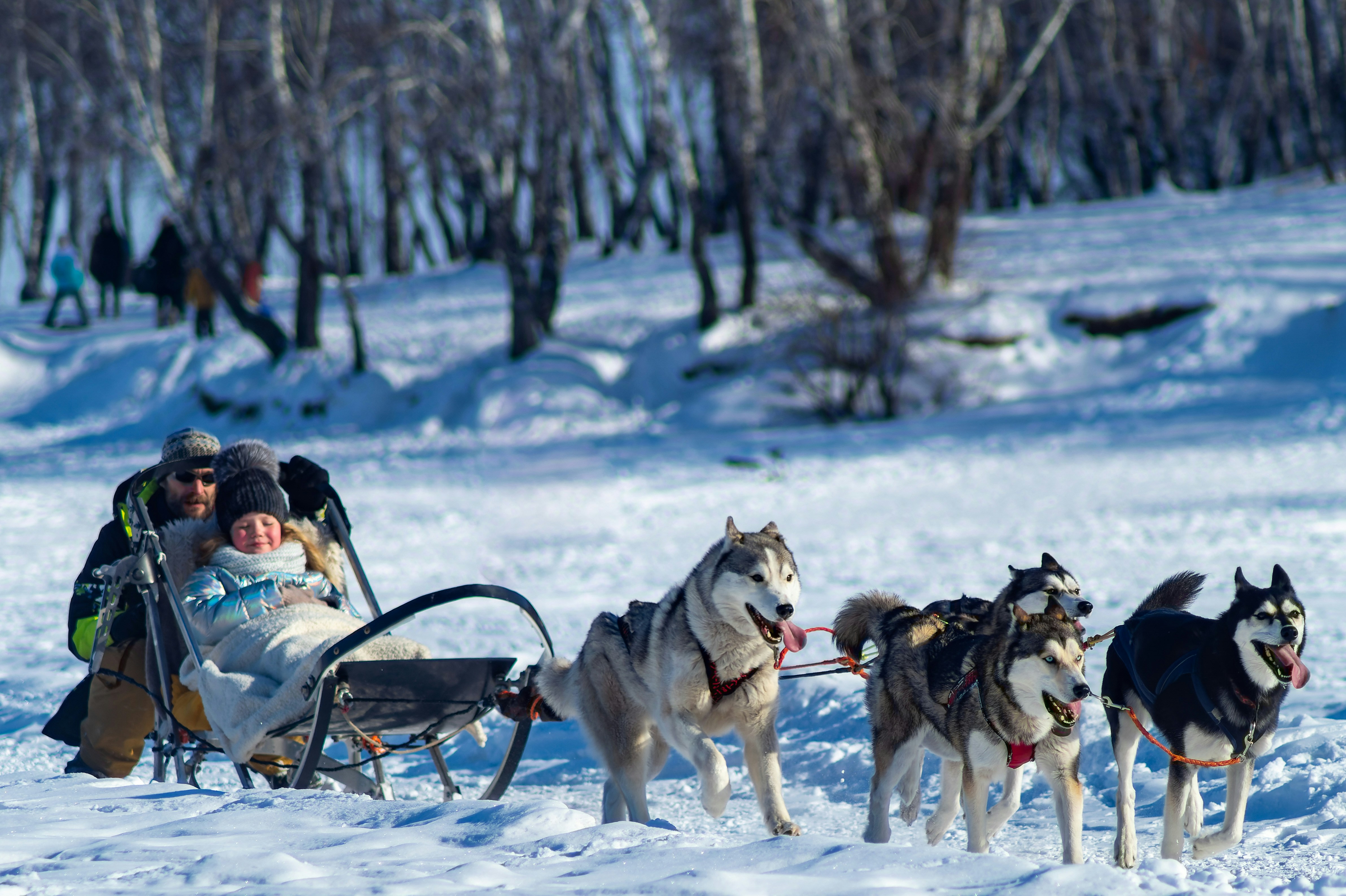 A group of people riding on the back of a sled pulled by dogs