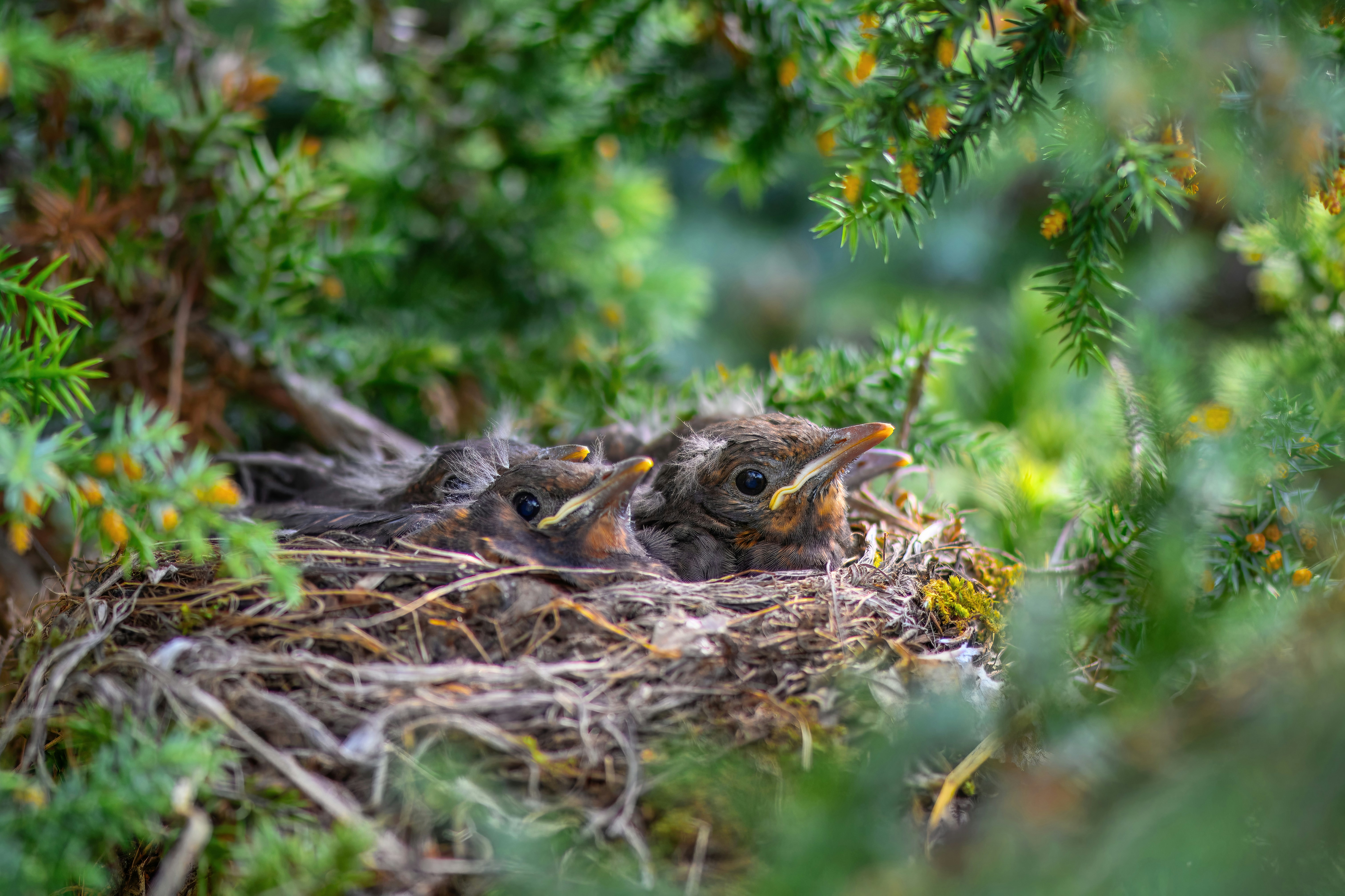 A group of baby birds sitting in a nest