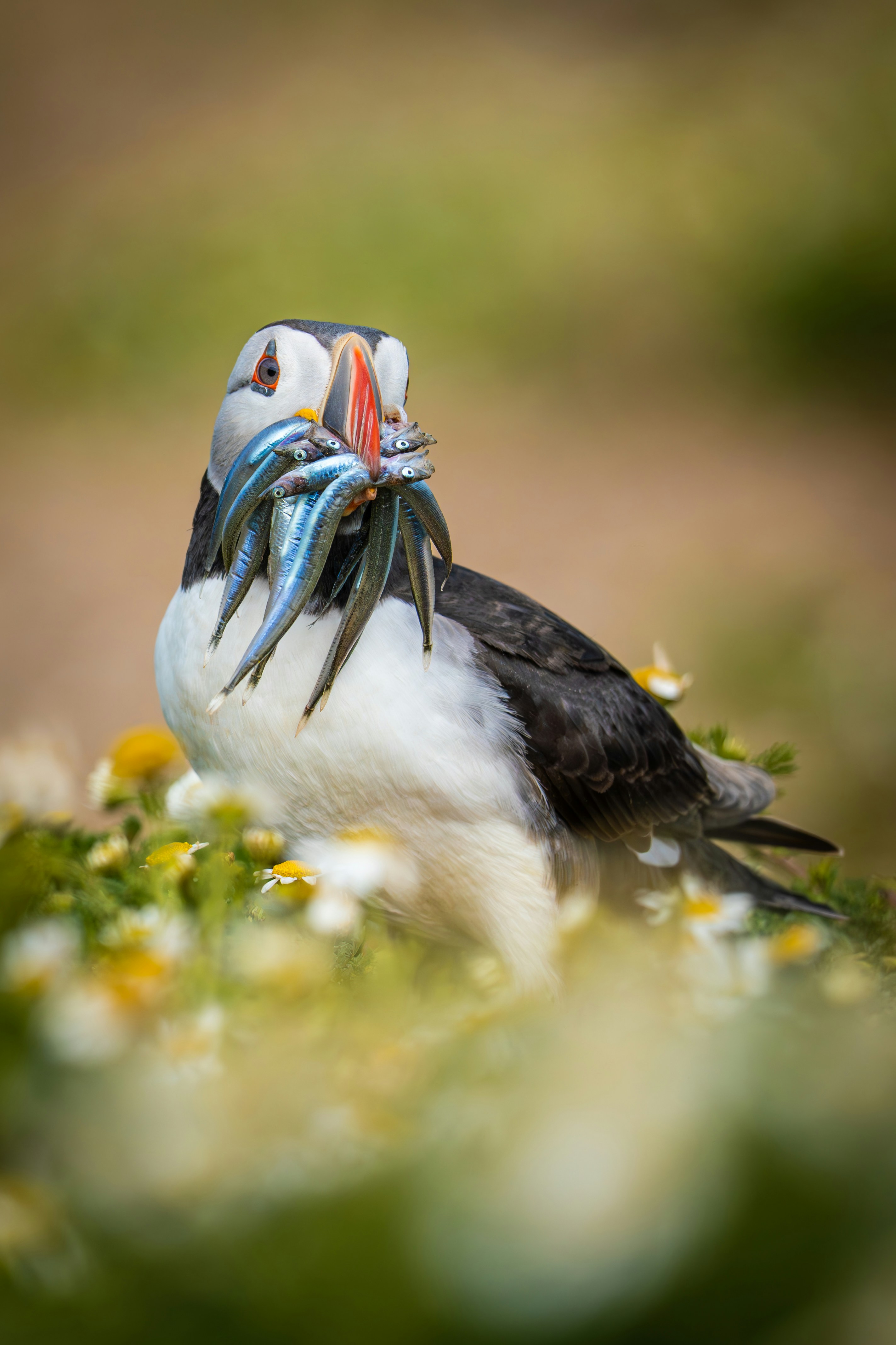 くちばしに青と白のビーズがたくさんついた小鳥の写真 – Unsplashの