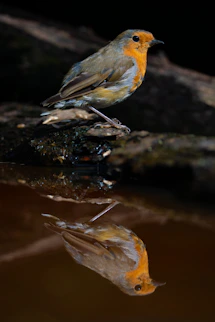 A small bird sitting on top of a rock