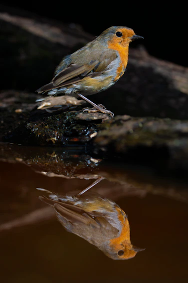 A small bird sitting on top of a rock