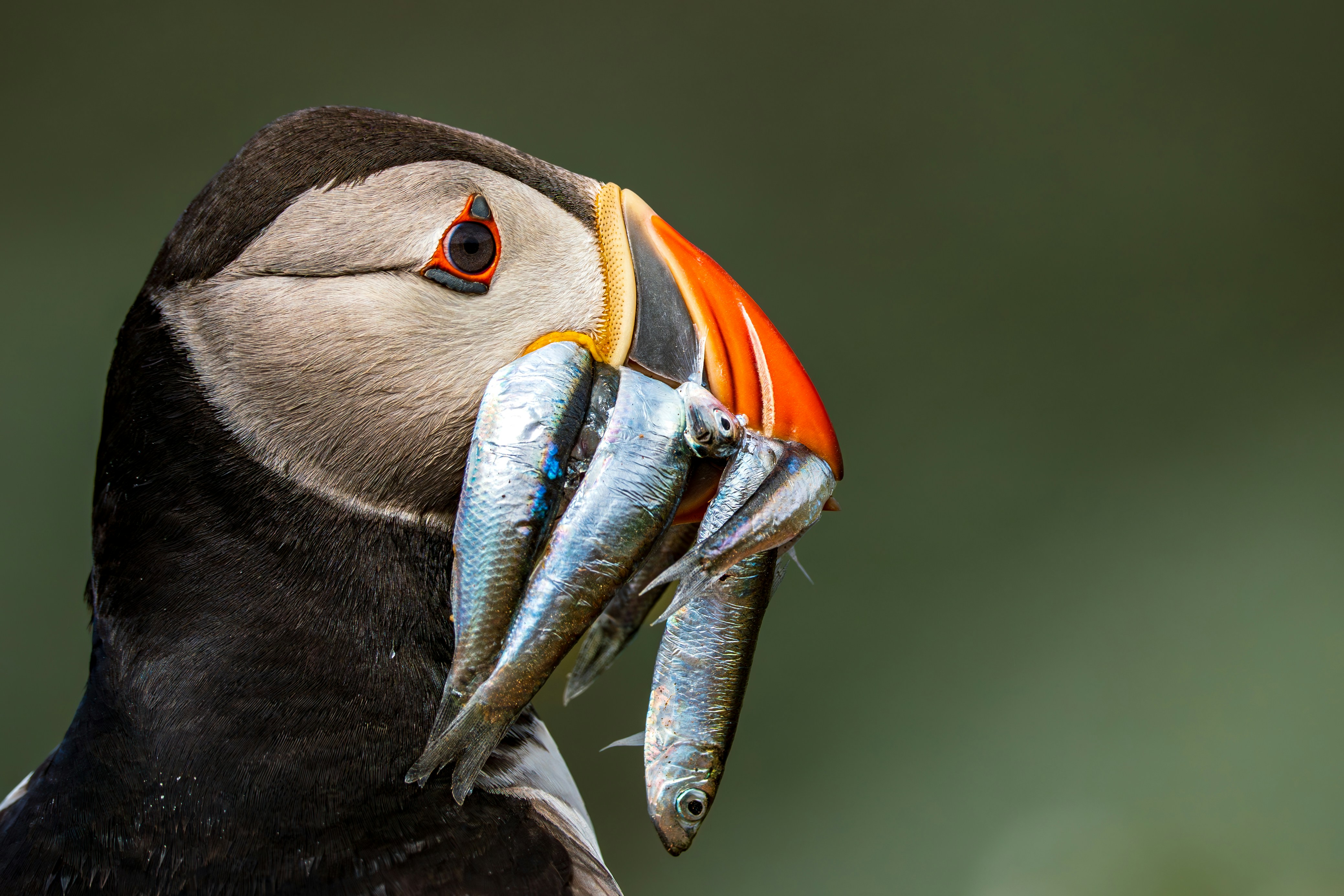 건강보험 정산보험료가 당월보험료 이상인 경우 처리 방법