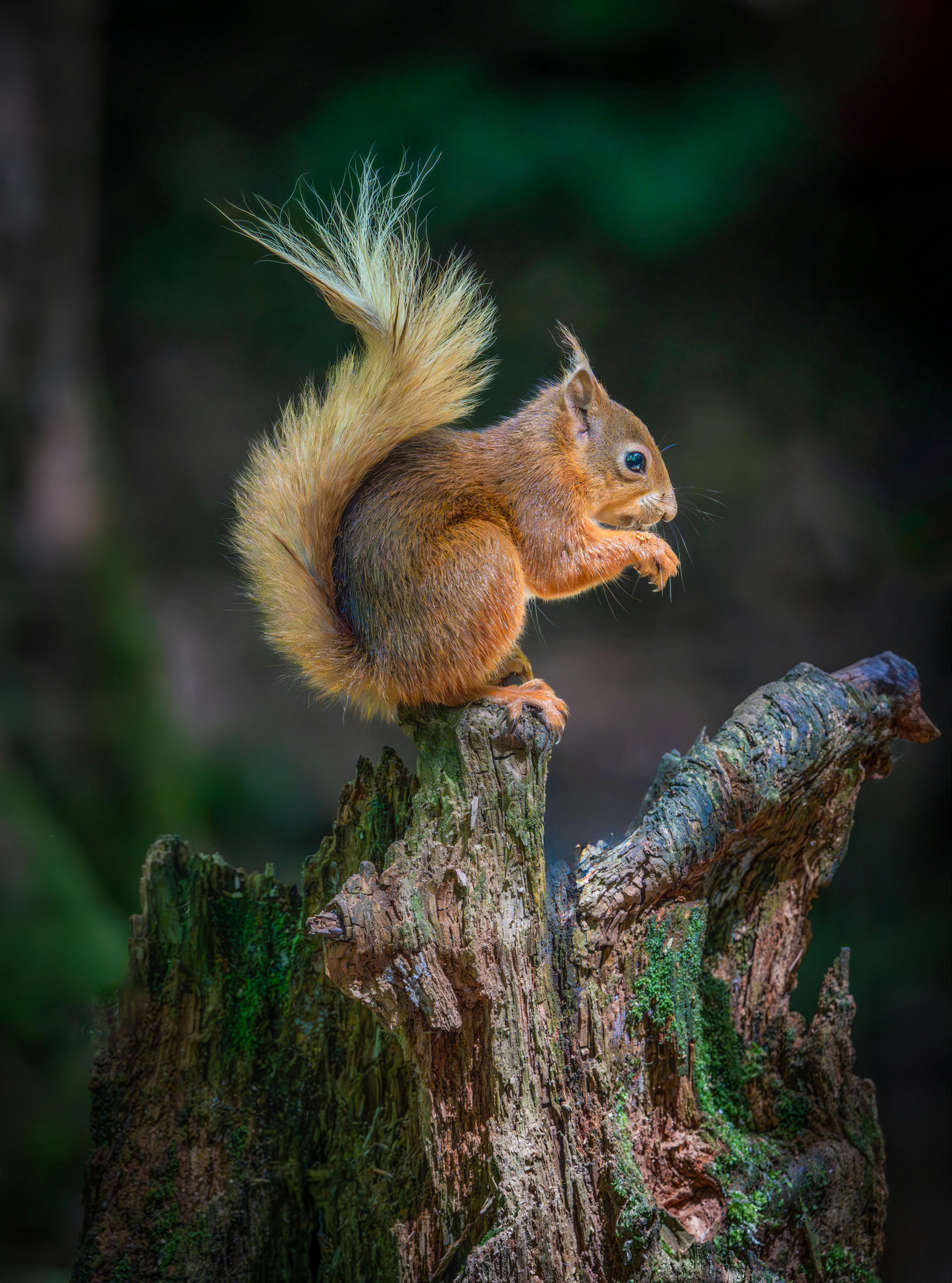 A squirrel sitting on top of a tree stump
