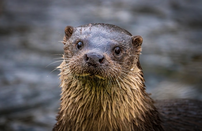Otter looking at camera