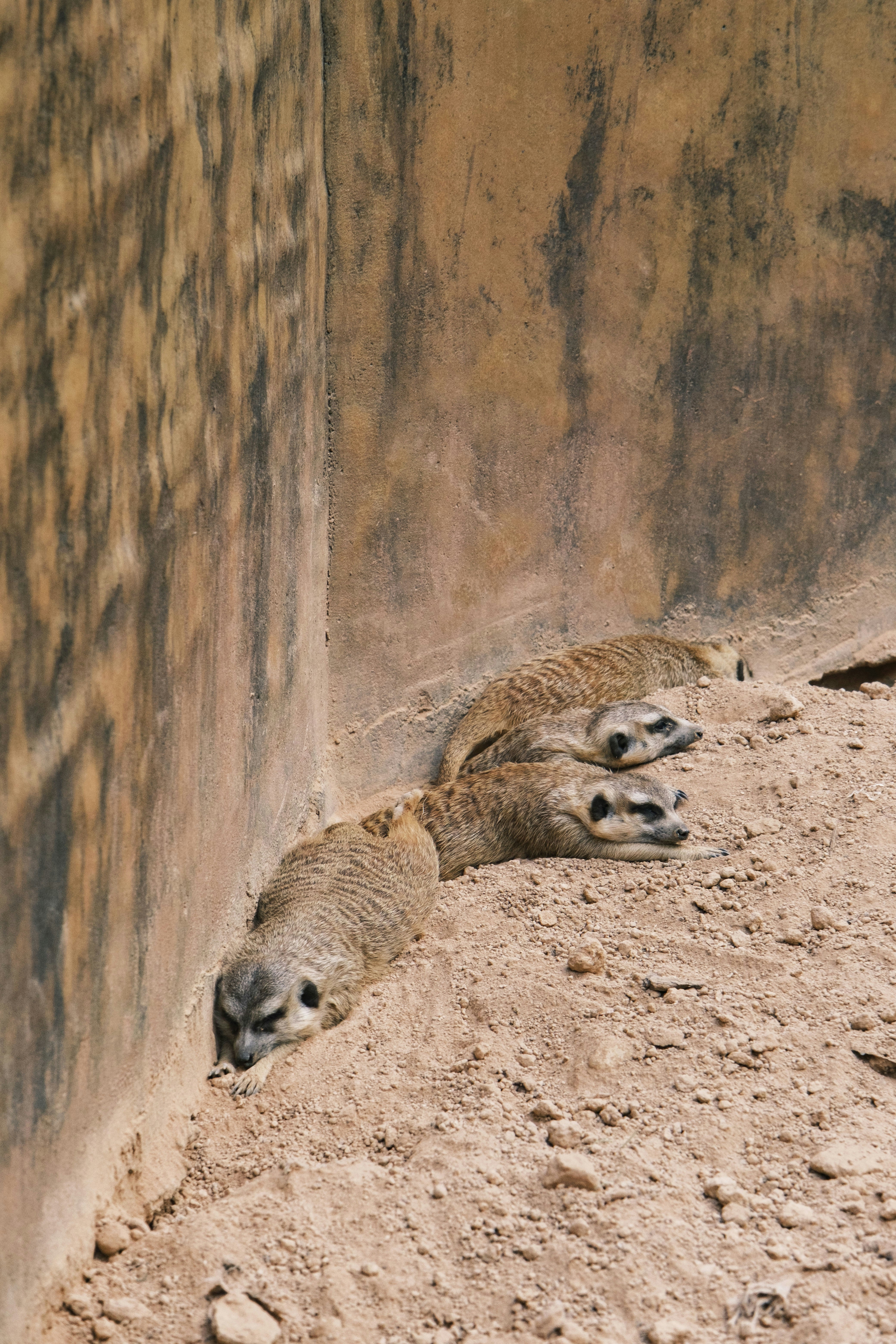 Wallowing: Nature's Mud Bath Spa (image credits: unsplash)