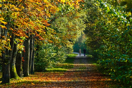 A person walking down a leaf covered road