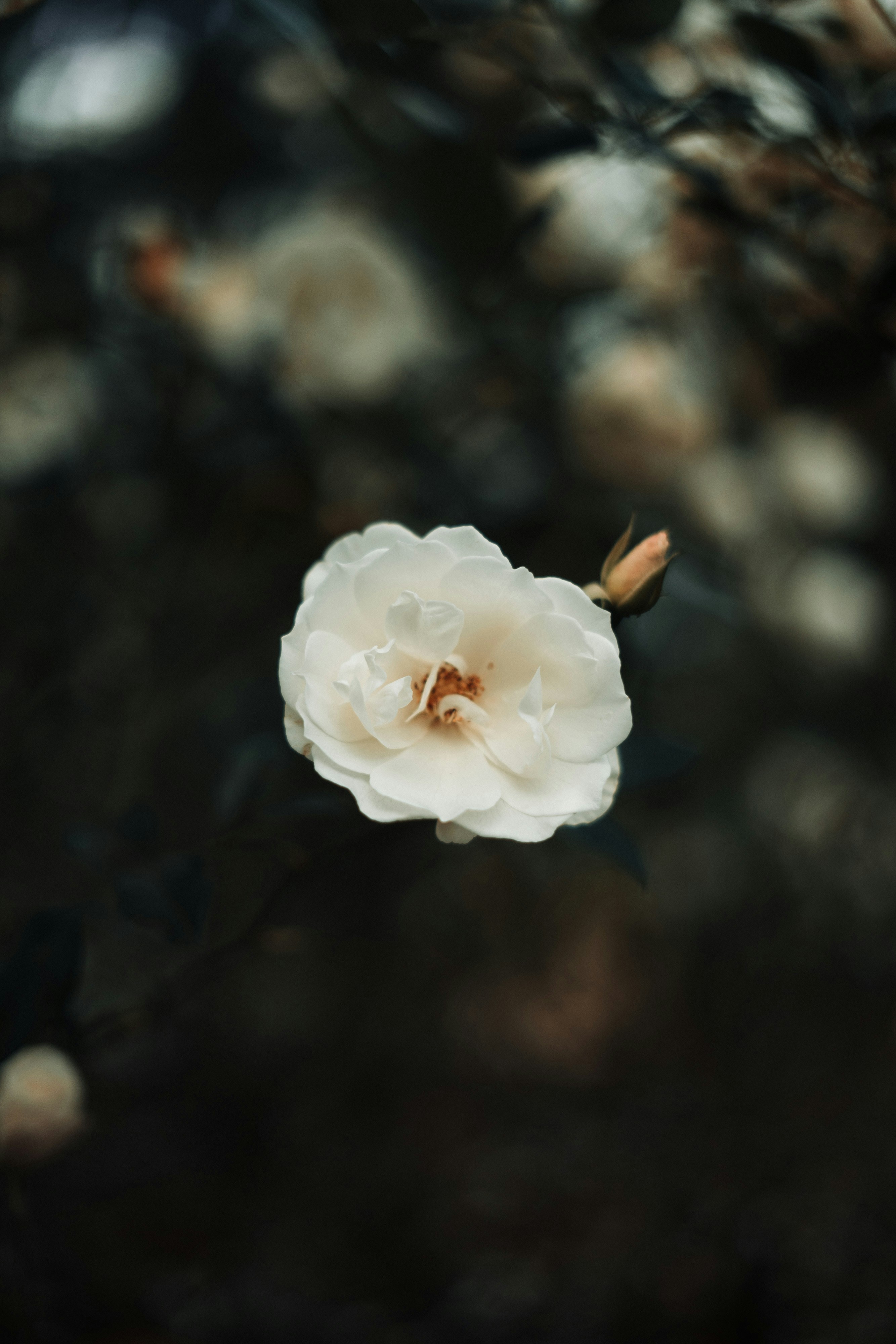 Photo by robert_lens