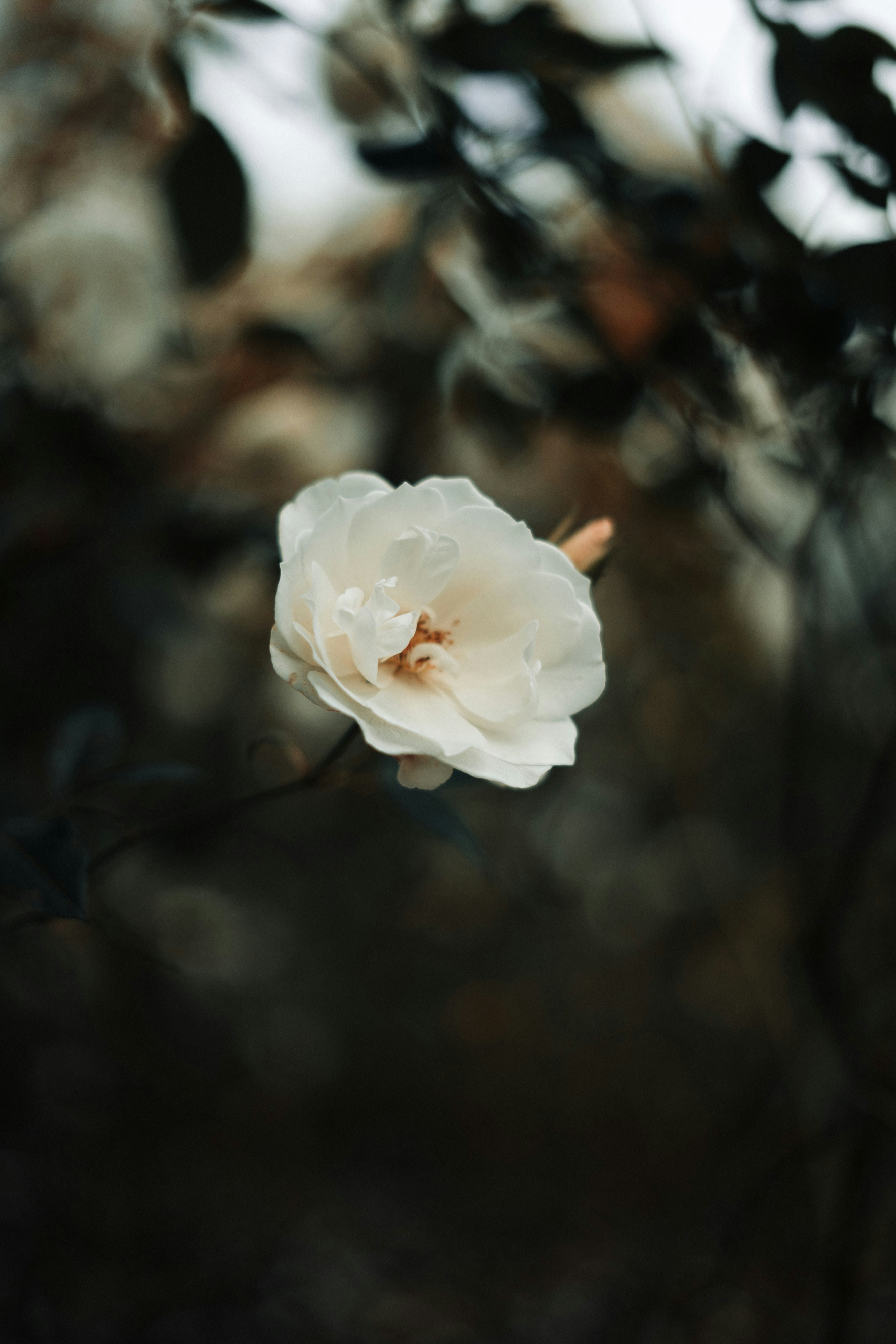 Photo by robert_lens