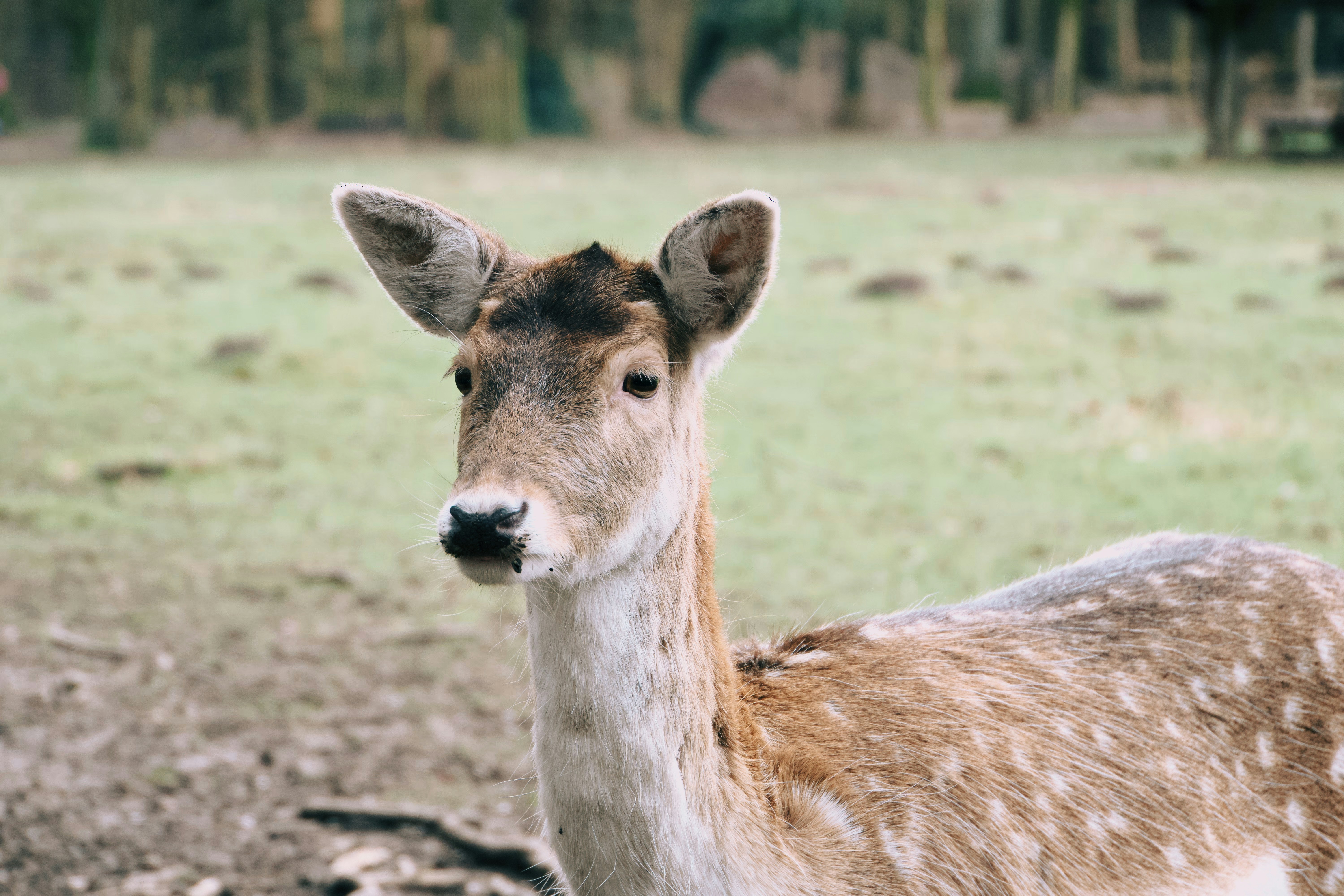 Nahaufnahme eines Hirsches