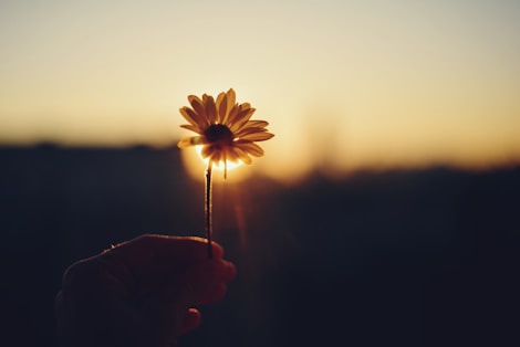 A person holding a flower in their hand