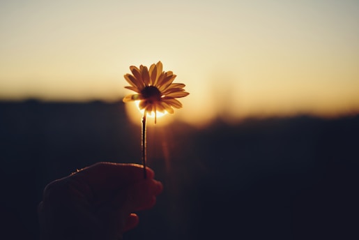A person holding a flower in their hand
