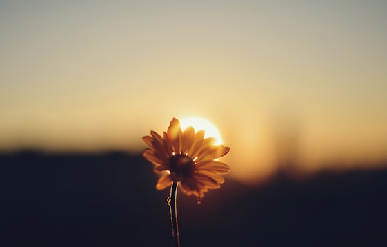 A single sunflower in front of a setting sun