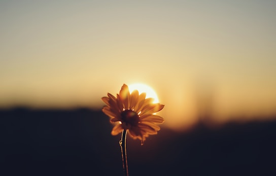 A single sunflower in front of a setting sun