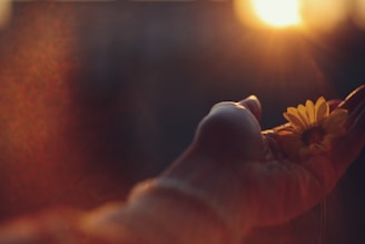 A person holding a flower in their hand