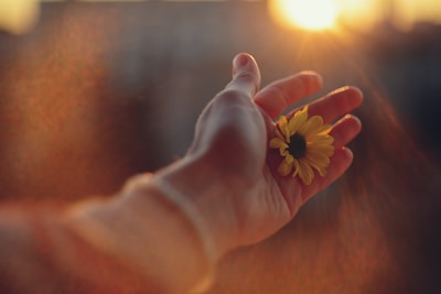 A person holding a flower in their hand