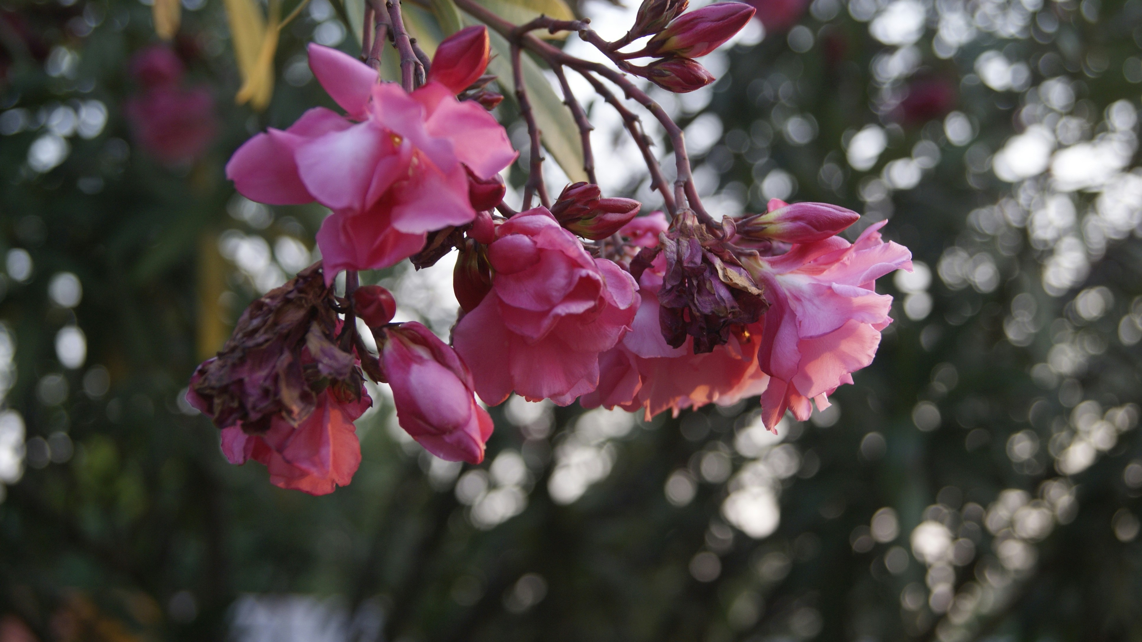 Photo by mtho_nature