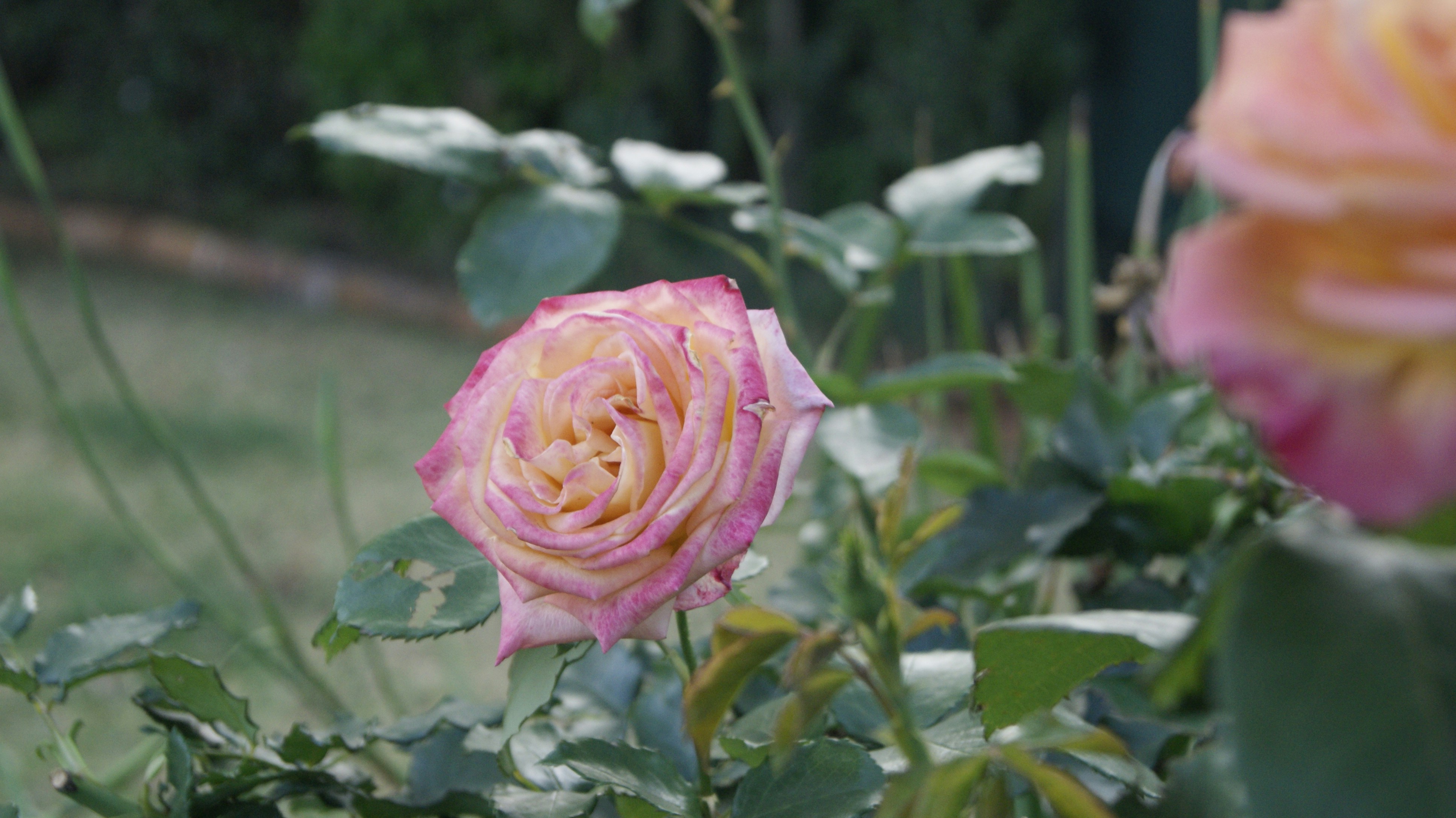 Photo by mtho_nature