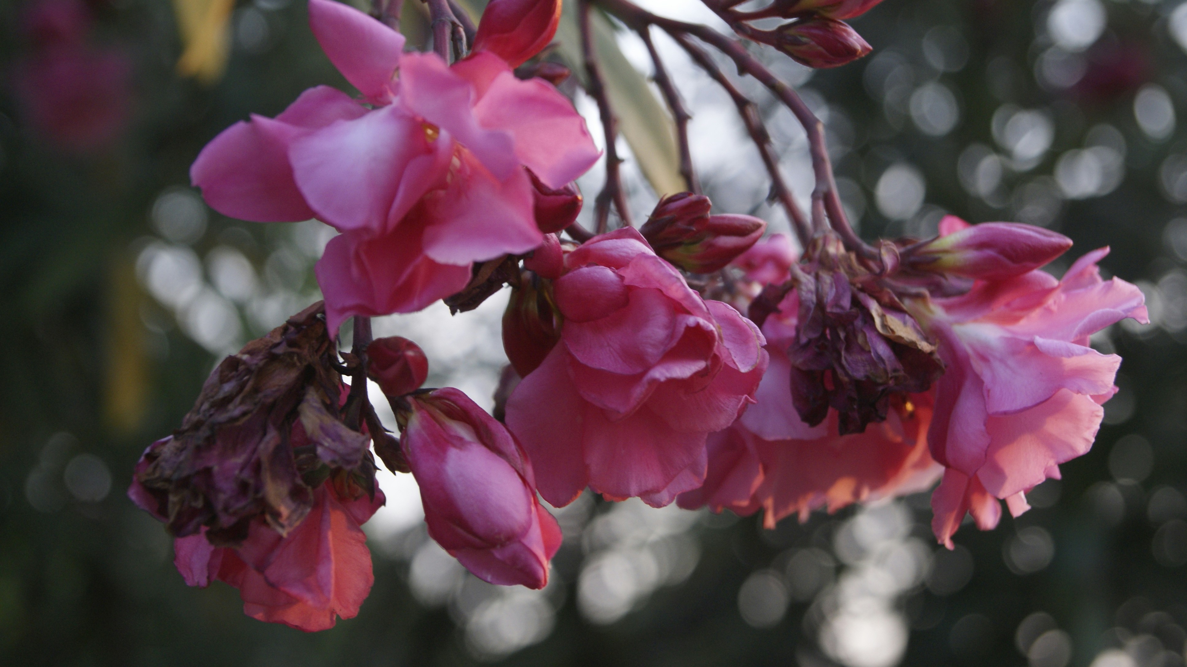 Photo by mtho_nature