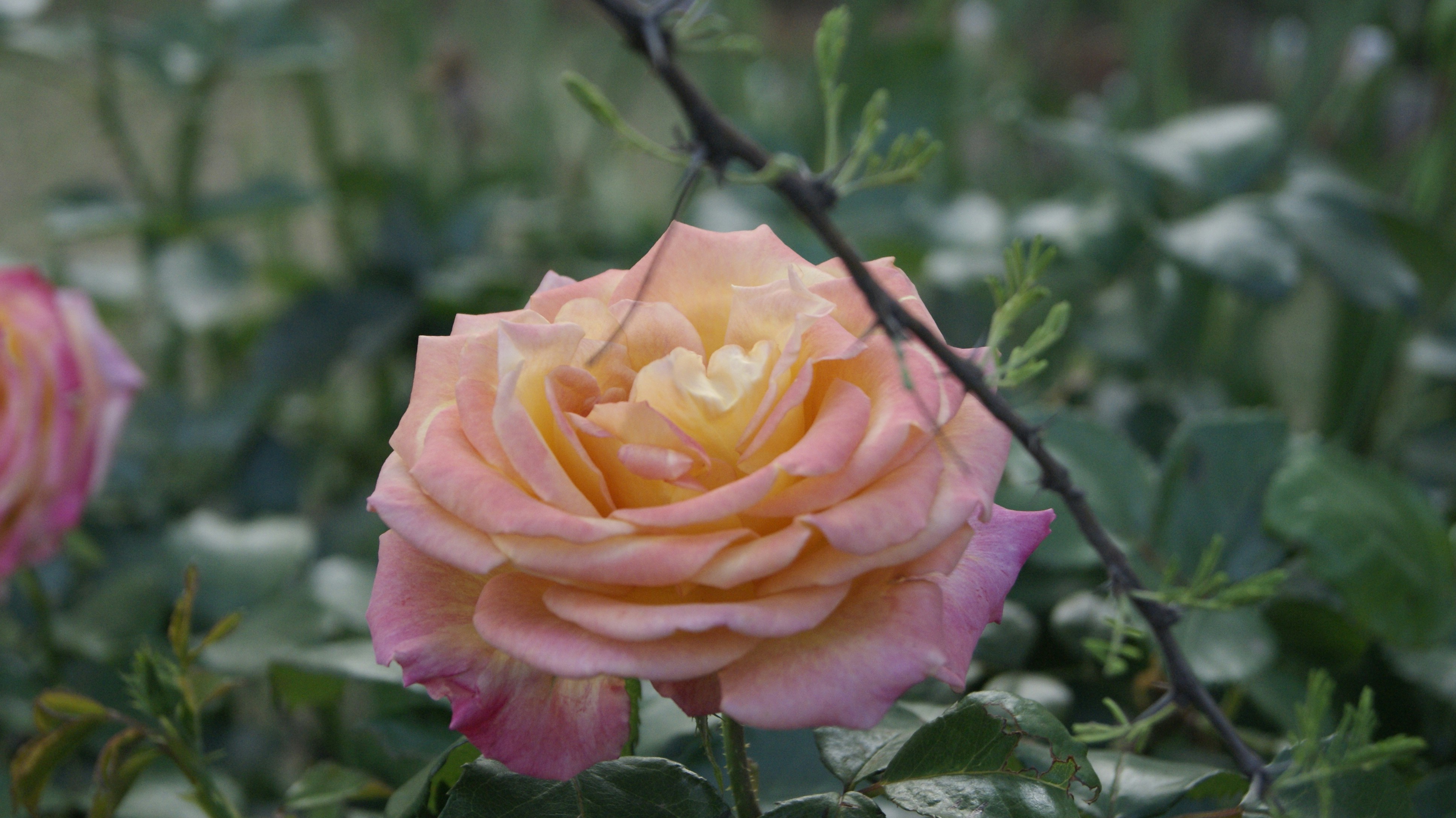 Photo by mtho_nature