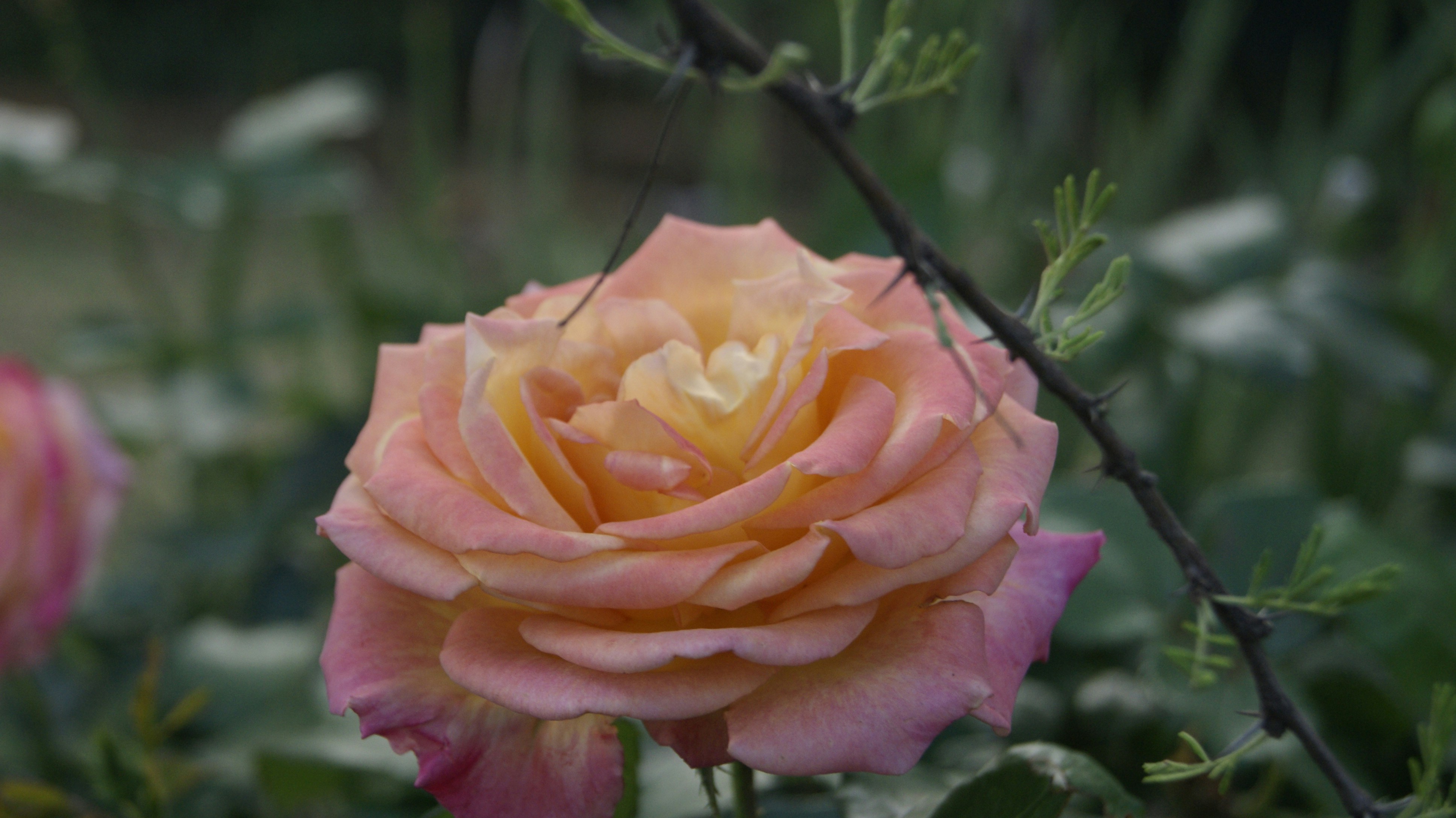 Photo by mtho_nature