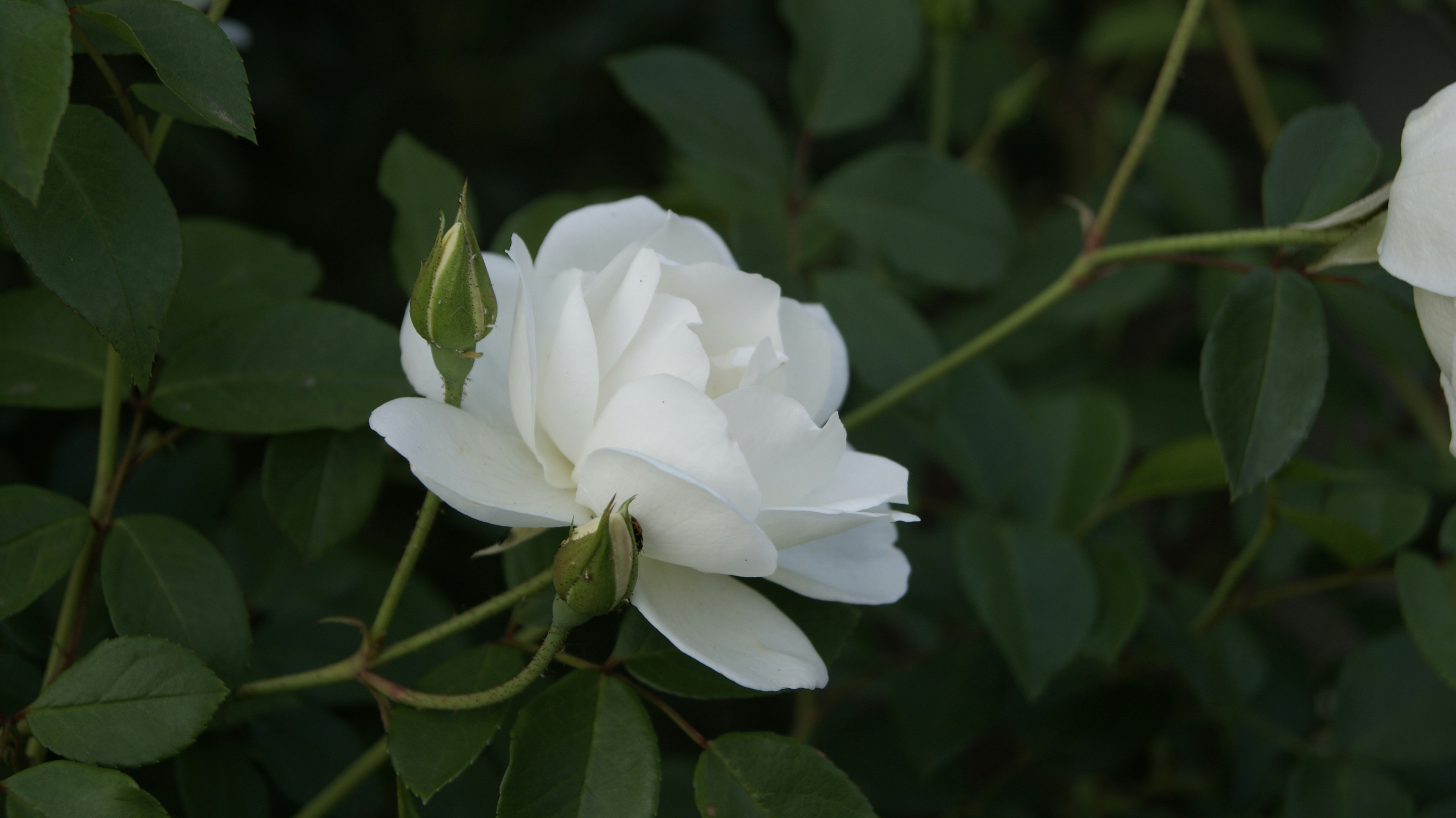 Photo by mtho_nature