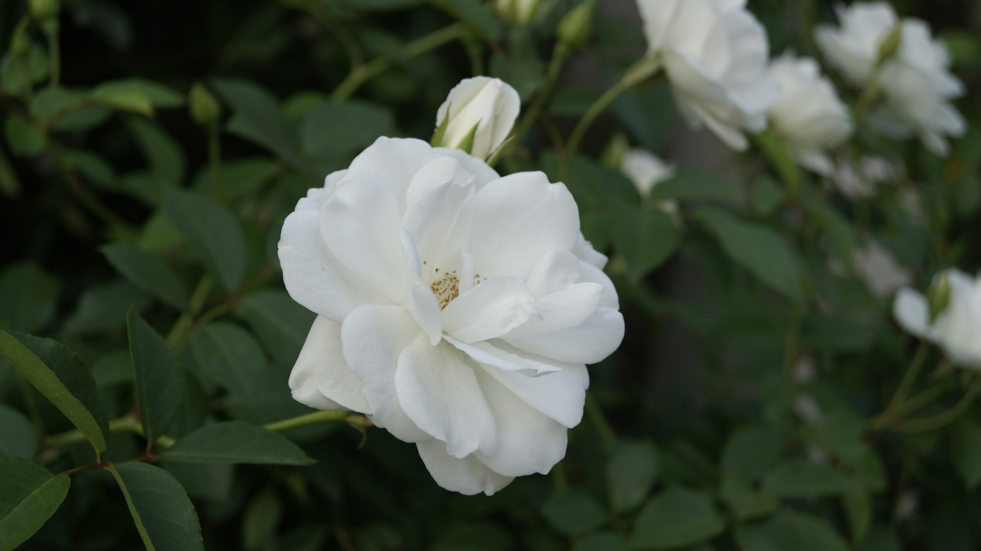 Photo by mtho_nature